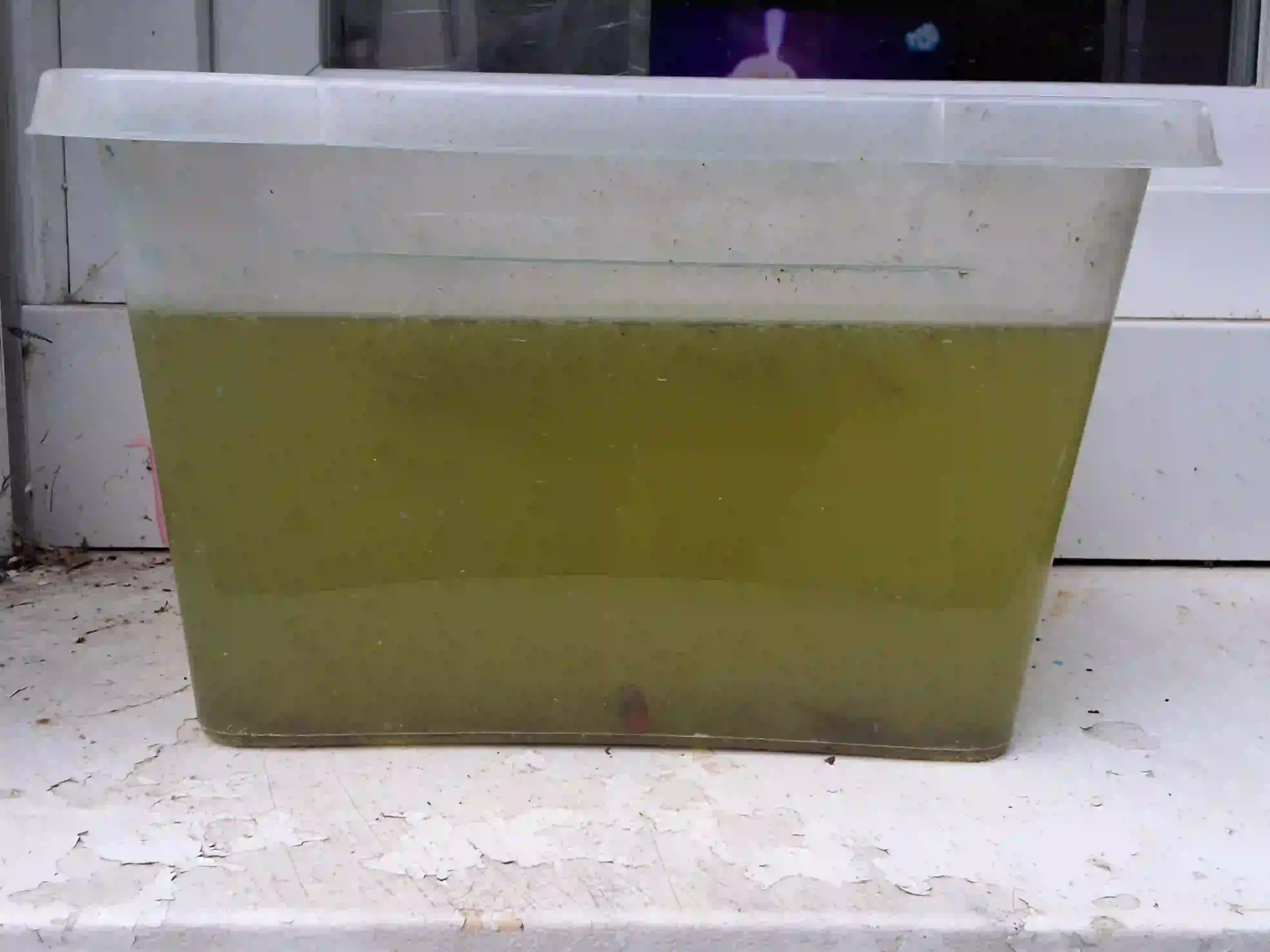 Culture de daphnies Low-tech — AquaLowtech
