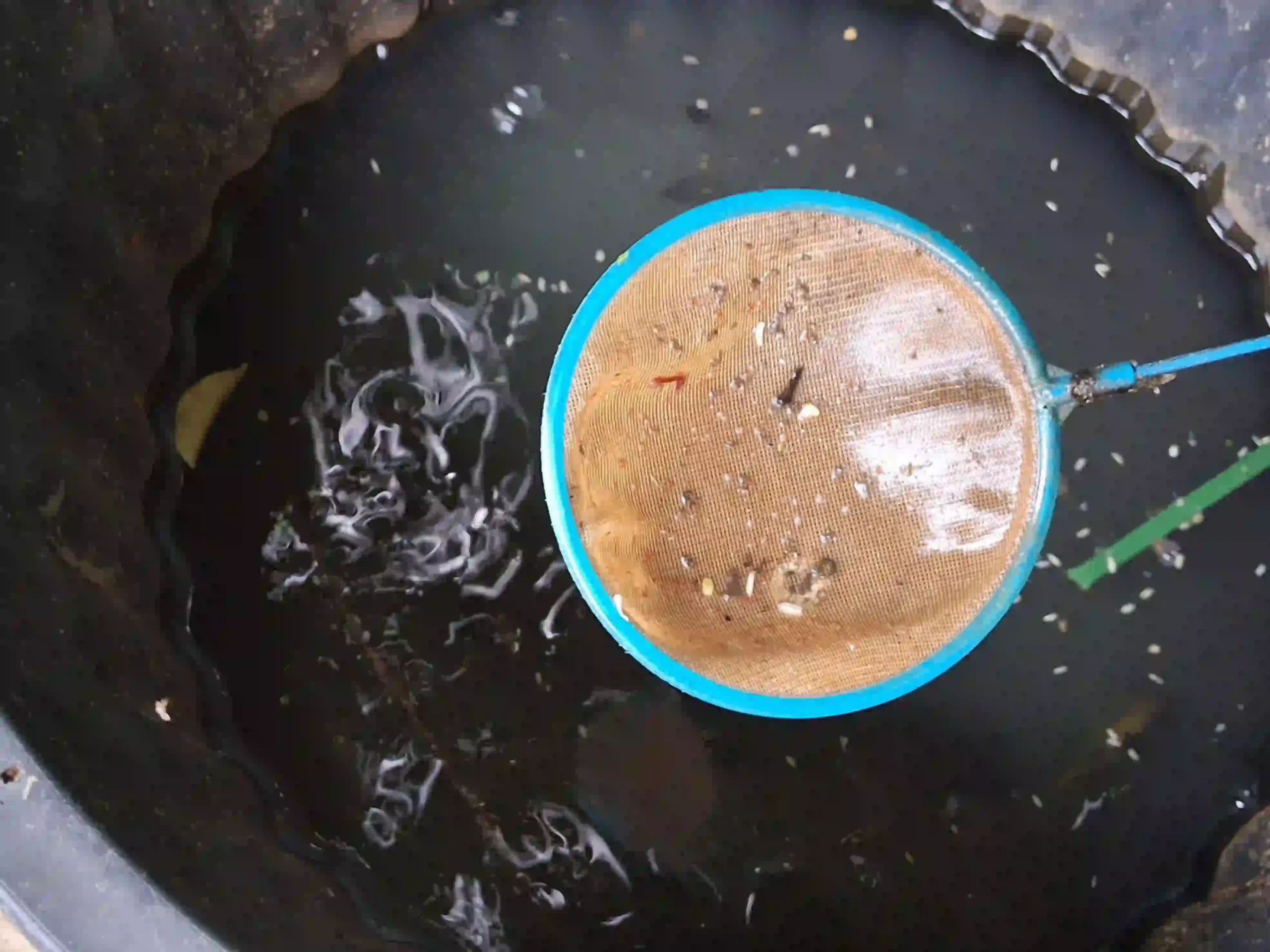Larves de moustiques dans baquet — élevage Low-tech
