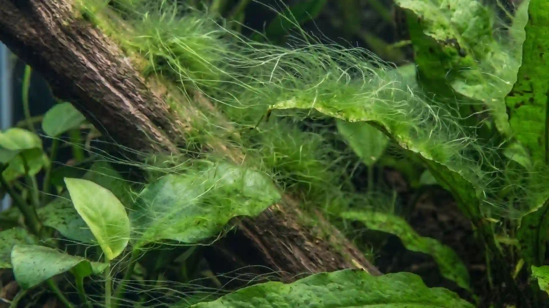 Algues filamenteuses vertes enroulées autour des plantes dans un aquarium Low-tech