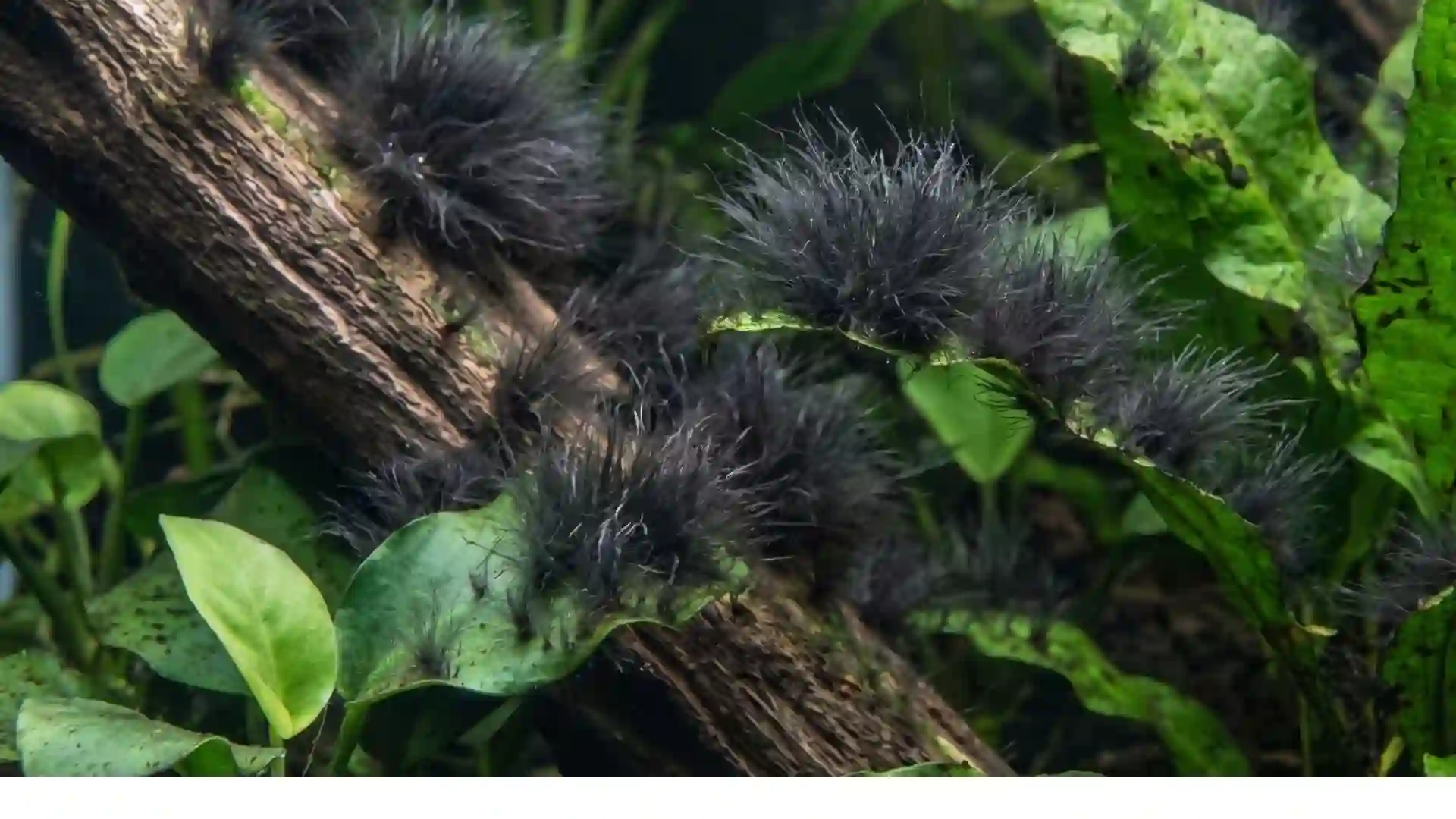 Algues pinceaux noires BBA en touffes rigides sur bois flotté dans un aquarium