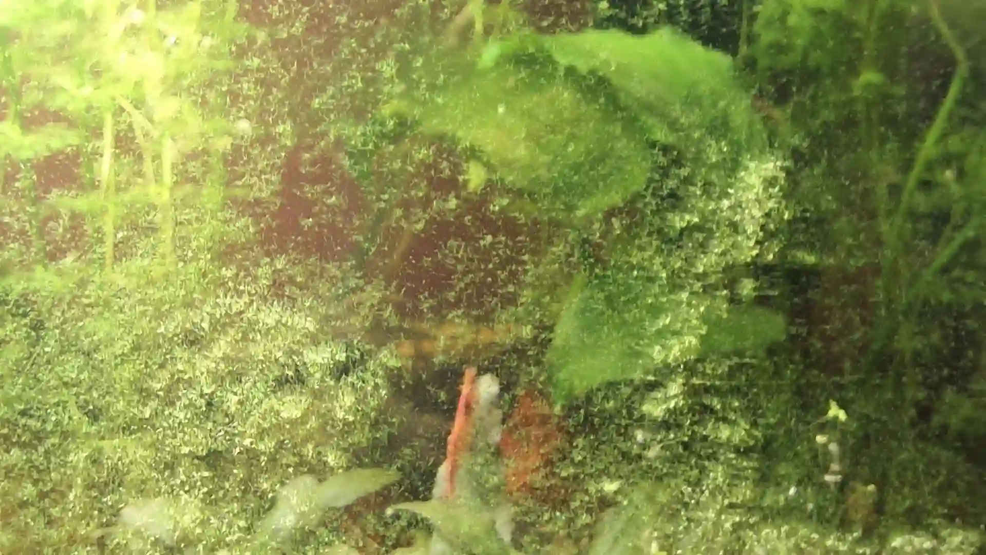 Algues points verts collées sur la vitre d'un aquarium