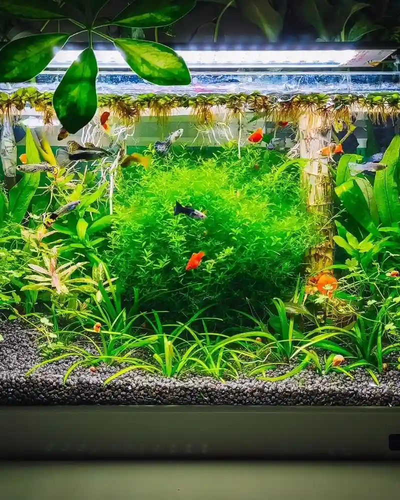 Aquarium naturel densément planté