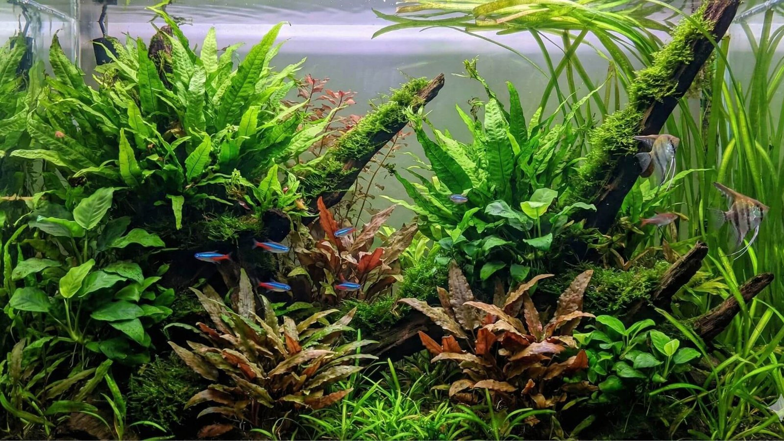 Aquarium naturel low-tech avec plantes luxuriantes et lumière douce, sans équipement visible