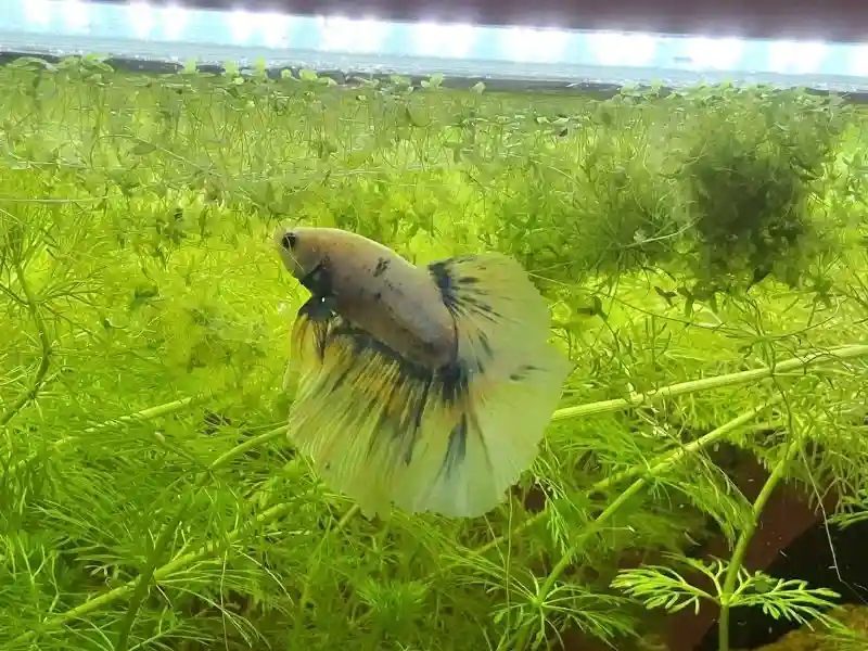 Poisson Combattant Betta dans aquarium Low-tech densément planté