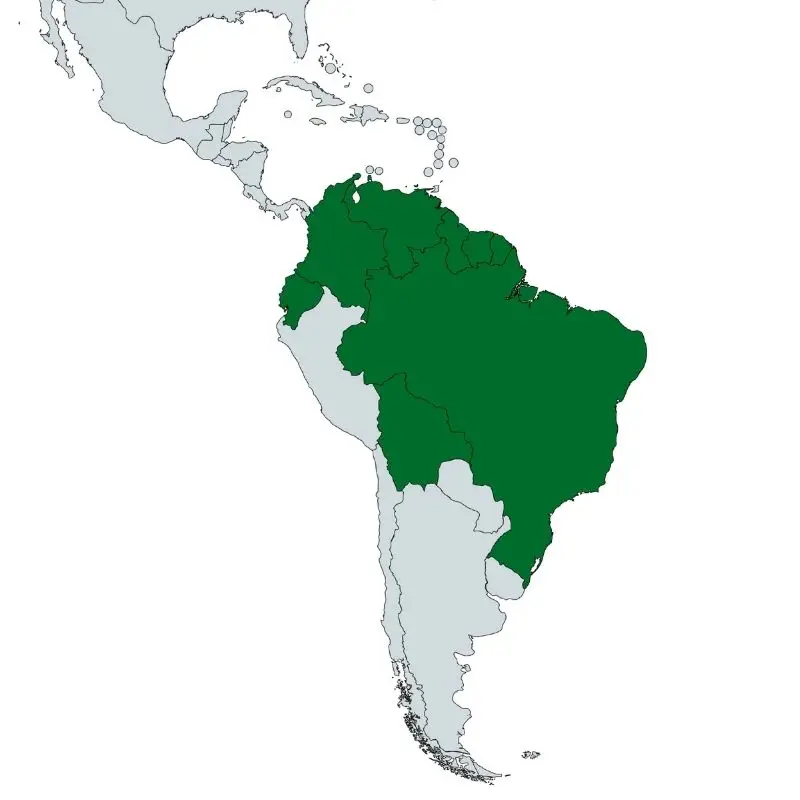 Carte habitat naturel Veuve Noire (Gymnocorymbus ternetzi) — Bassin Amazonien