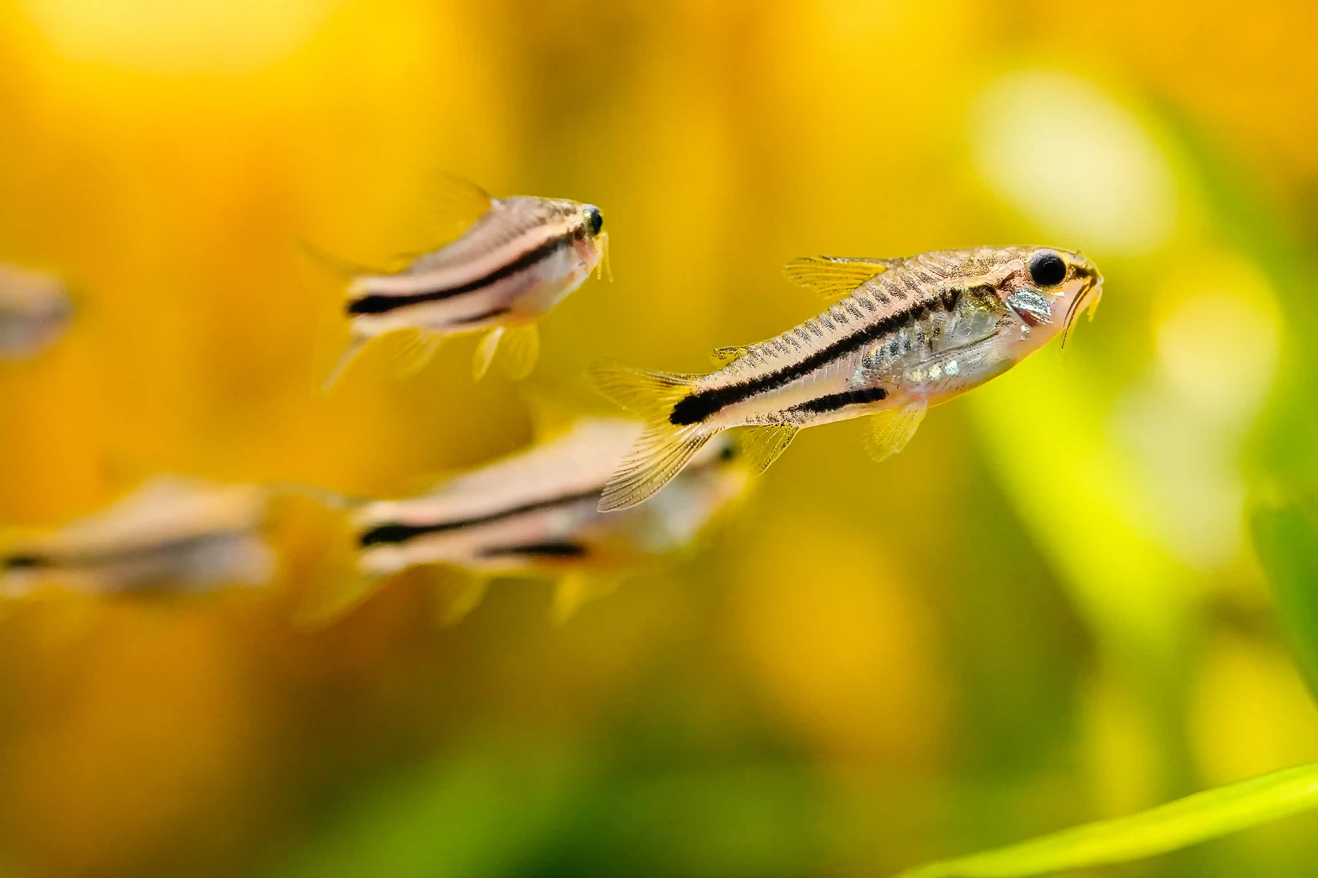 Corydoras Pygmaeus sur fond sableux avec plantes d'aquarium