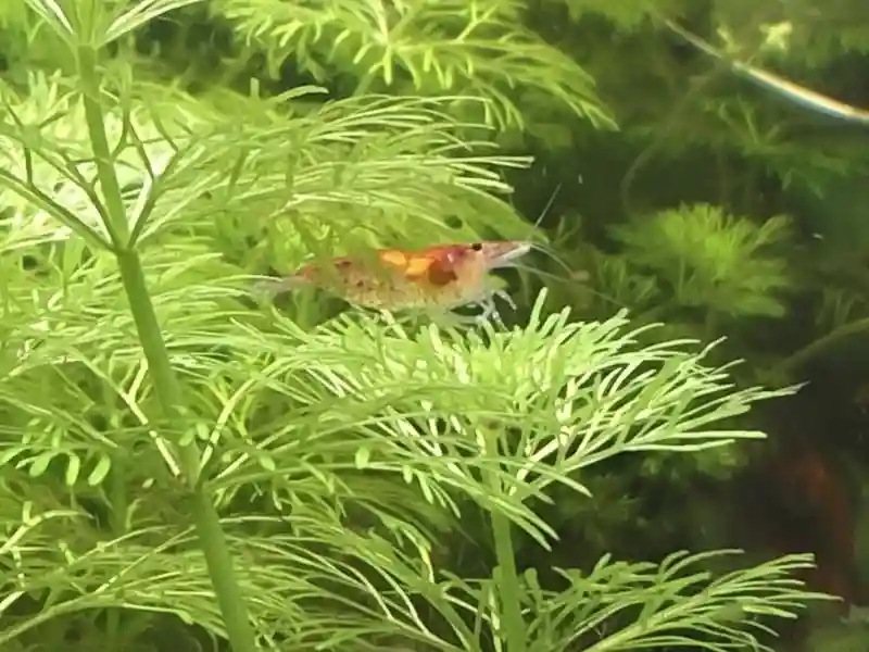 Crevettes Red Cherry dans aquarium Low-tech avec mousses et plantes