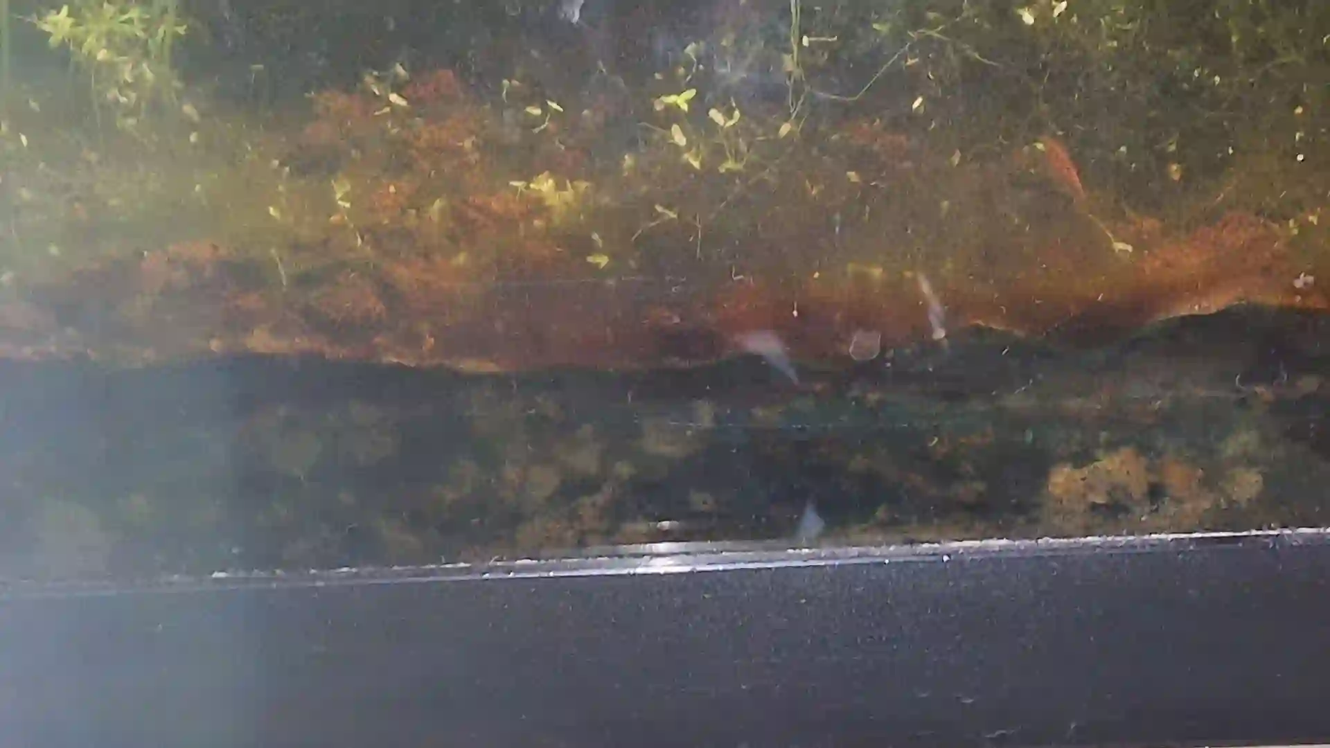 Cyanobactéries formant un tapis visqueux vert-bleu sur le substrat d'un aquarium
