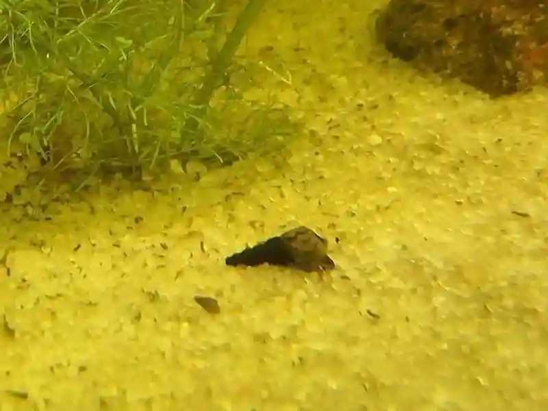 Escargots Mélanoïdes dans sable d'aquarium Low-tech
