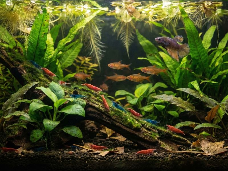 Poissons et crevettes dans aquarium naturel