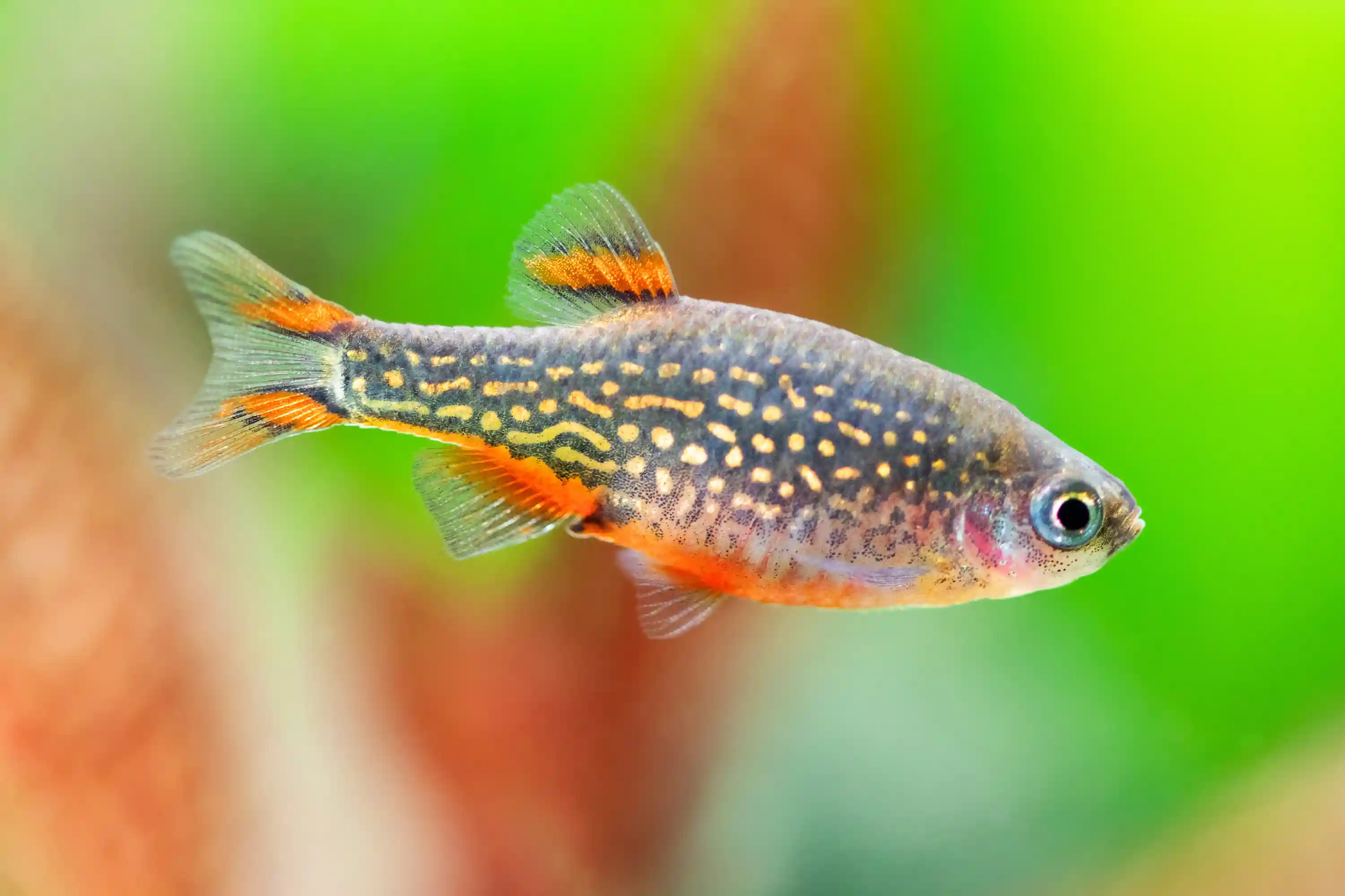 Galaxy Rasboras dans aquarium avec cachettes et mousses