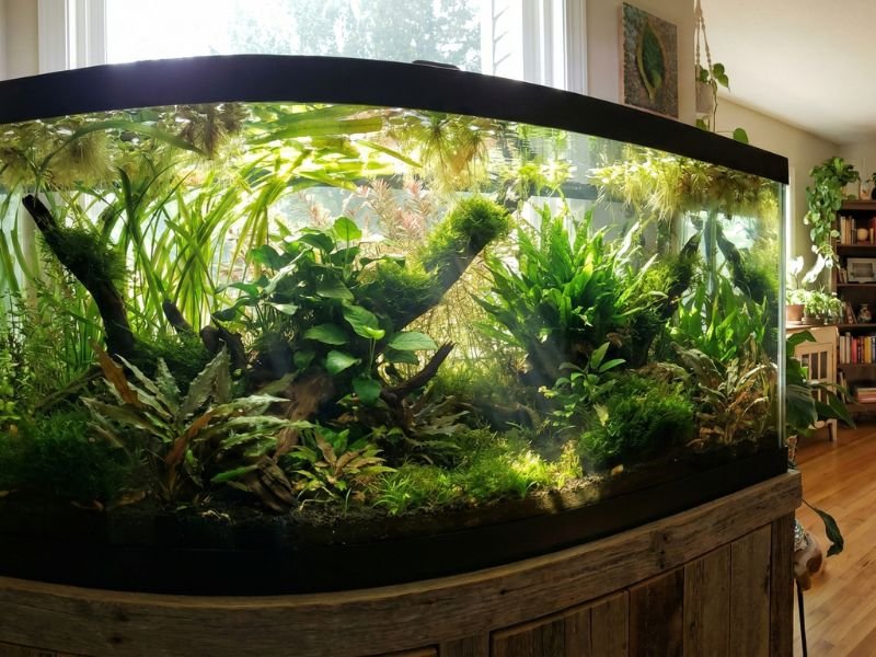 Plantes aquatiques luxuriantes méthode Walstad