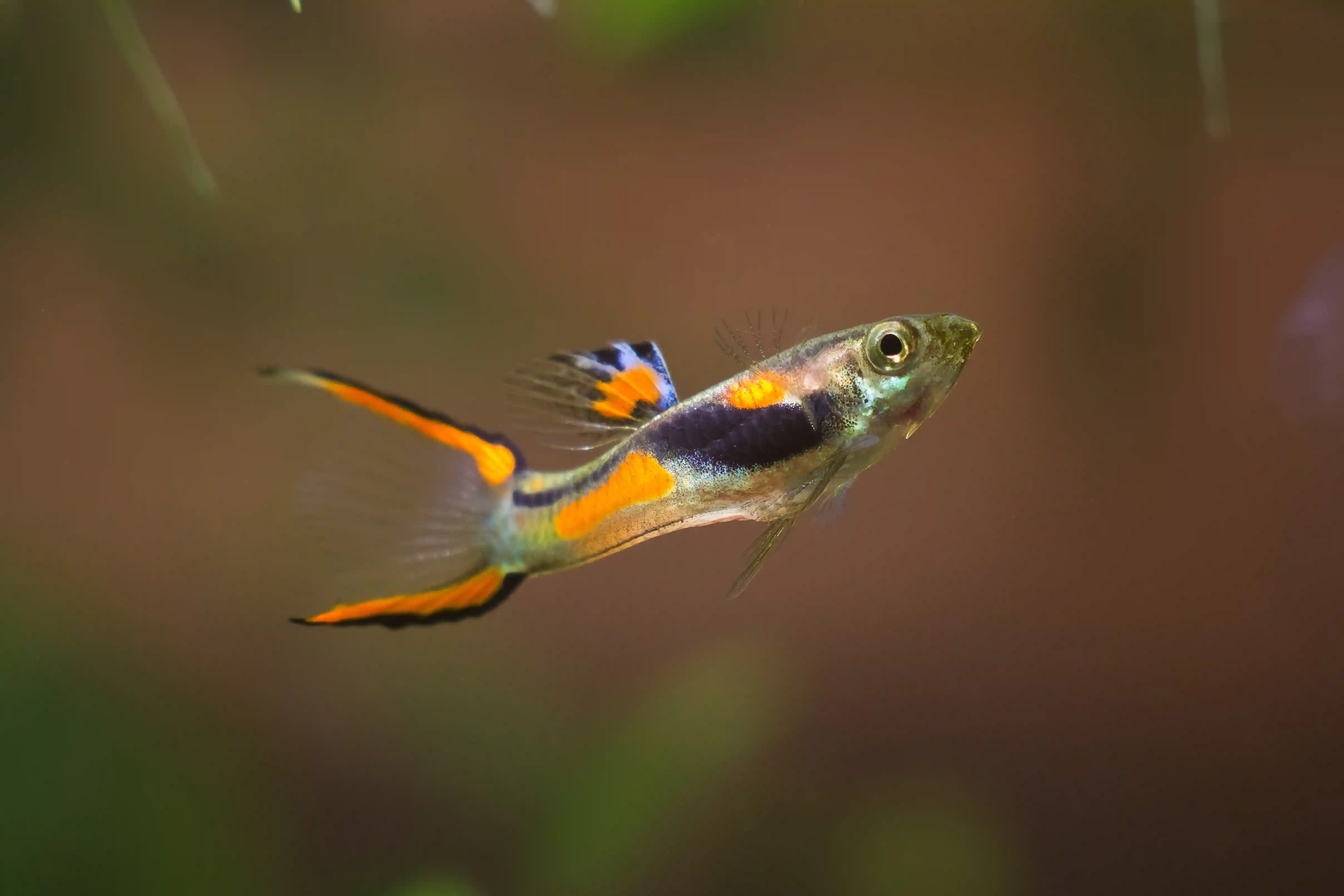 Guppys Endler mâles colorés dans aquarium Low-tech