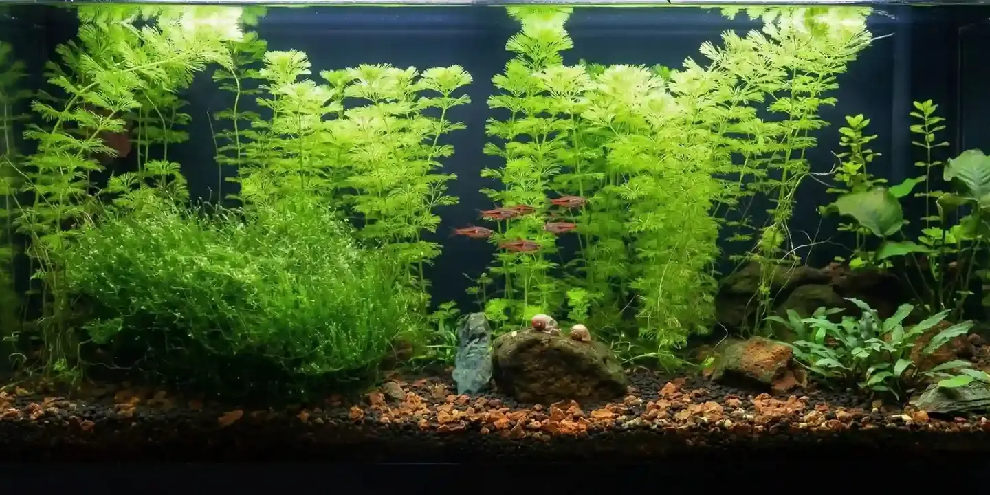 Aquarium de 180 litres densément planté, sans filtre ni CO2 : limnophila et cératophylle jusqu'à la surface, banc de rasboras rouges, roches et sol de gravier