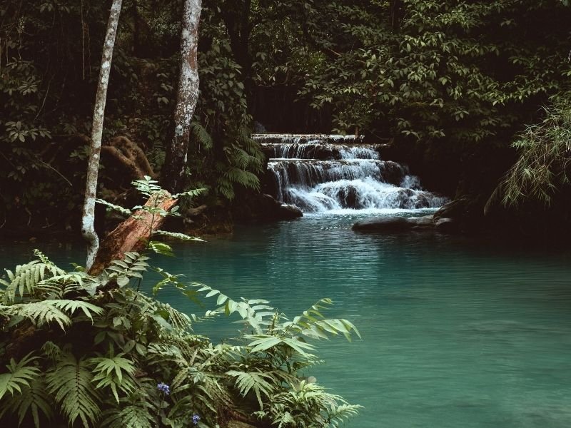 Paysage de cascade naturelle et eau cristalline en forêt, inspiration pour l'écosystème d'un aquarium naturel Low-tech