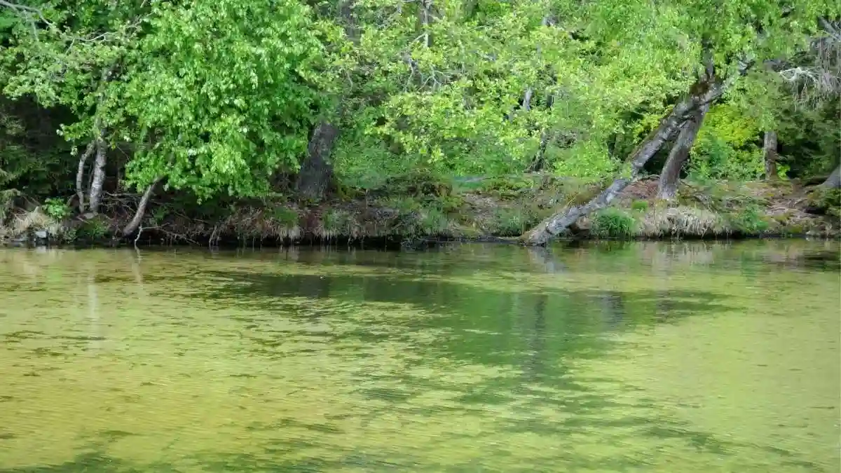 Bord de rivière sauvage avec végétation luxuriante et eau verte, source d'inspiration pour l'équilibre biologique d'un aquarium naturel Low-Tech.
