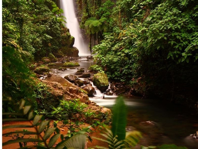 Cascade et rivière dans une jungle luxuriante. L'inspiration originale pour l'aquariophilie naturelle et la création d'un écosystème Low-tech.