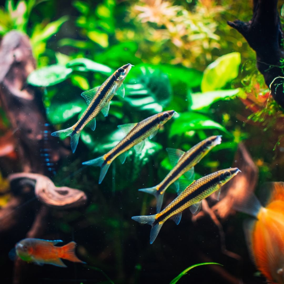 Poissons nageant dans un aquarium naturel planté sans filtre (Méthode Walstad pour débutant)