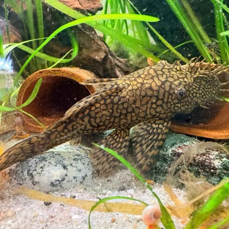 Ancistrus Ancistrus sp. aquarium low-tech sans filtre