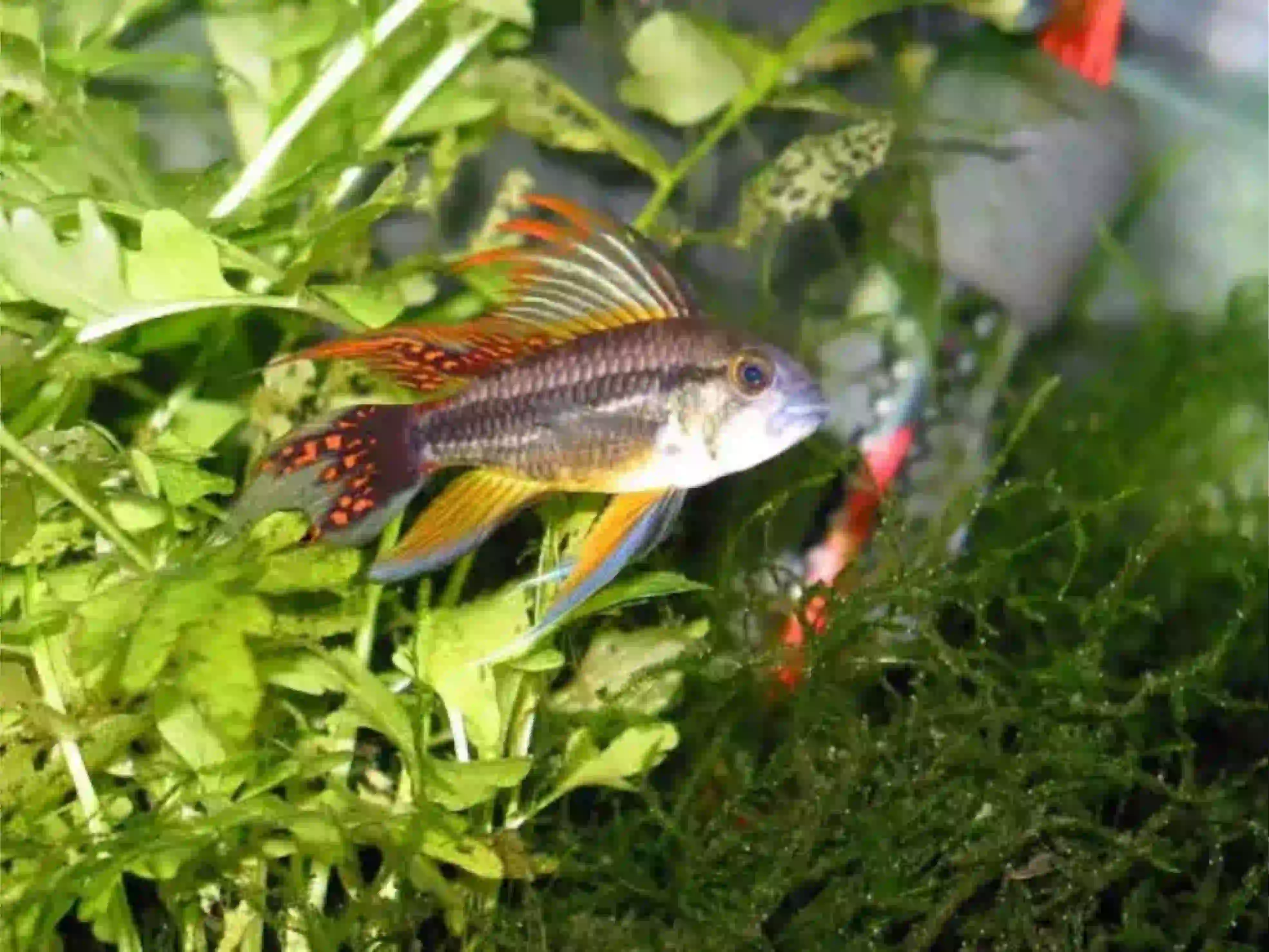 Apistogramma Cacatuoides aquarium Low-tech