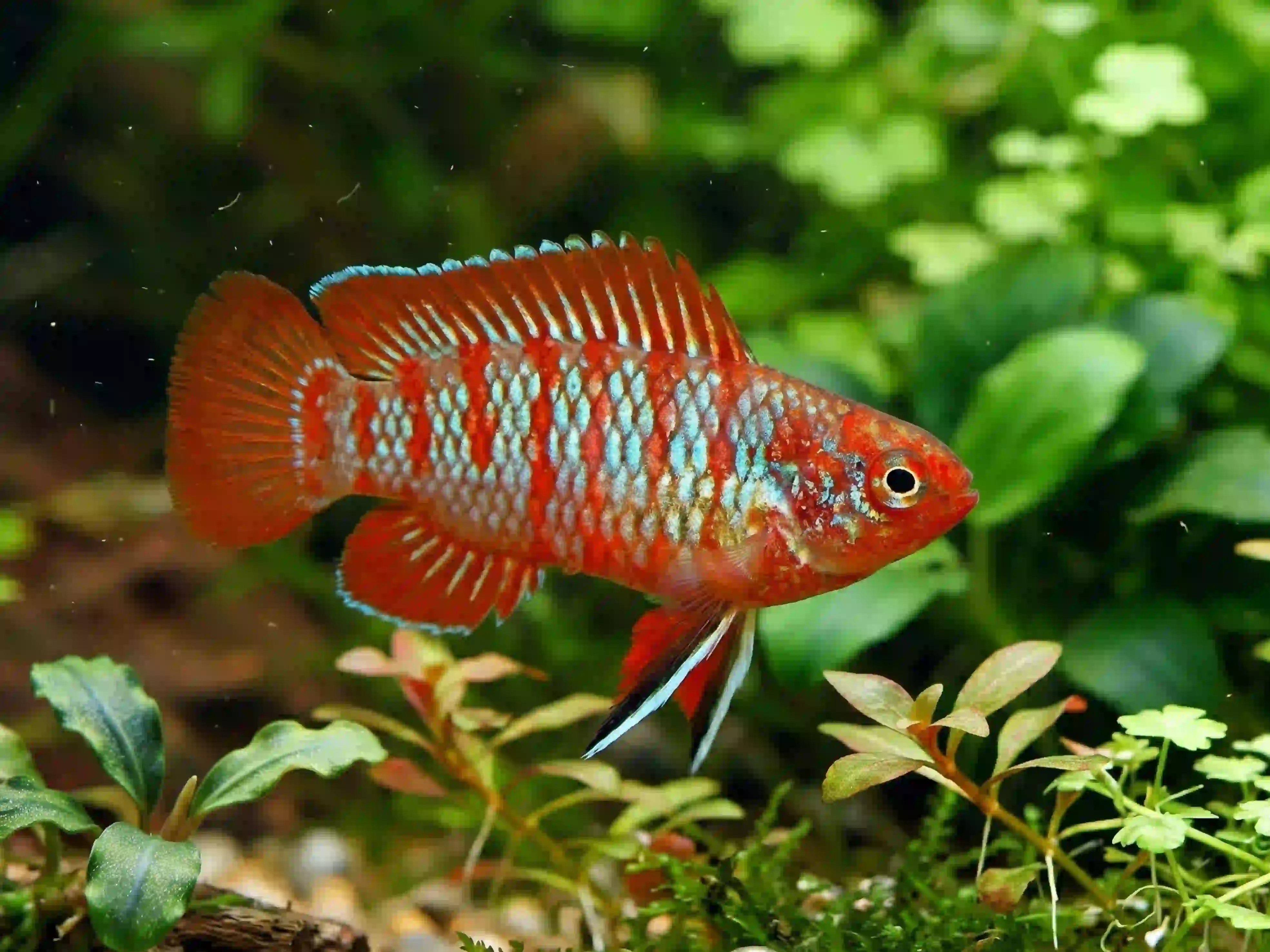Badis Bengalensis aquarium Low-tech
