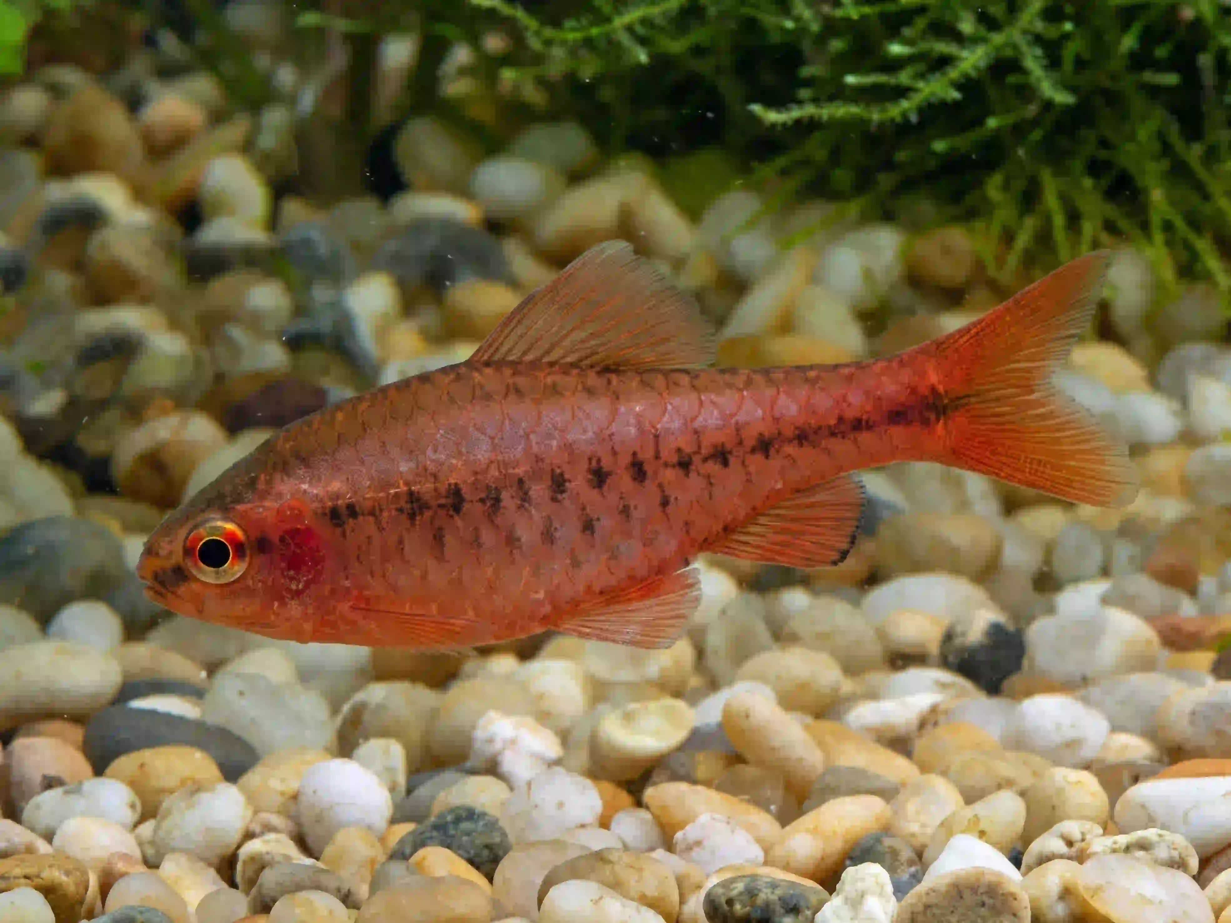 Barbus Cerise aquarium Low-tech