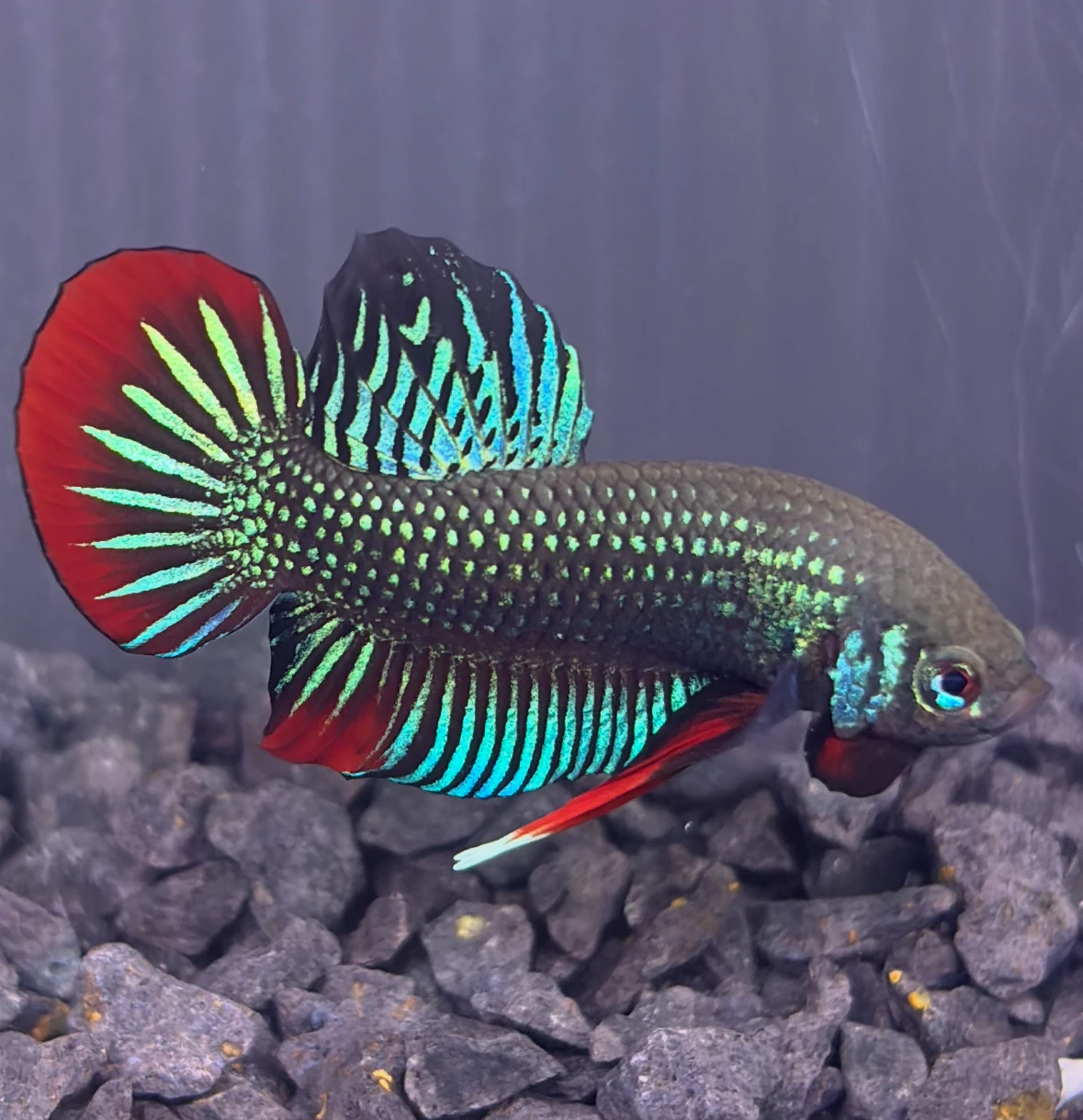 Betta Imbellis (Betta Paisible) aquarium Low-tech