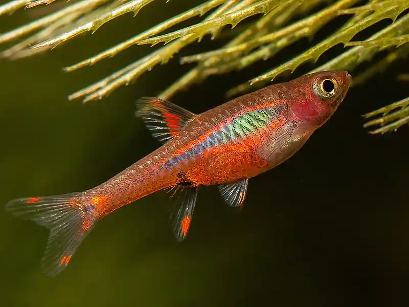 rasbora orné aquarium Low-tech