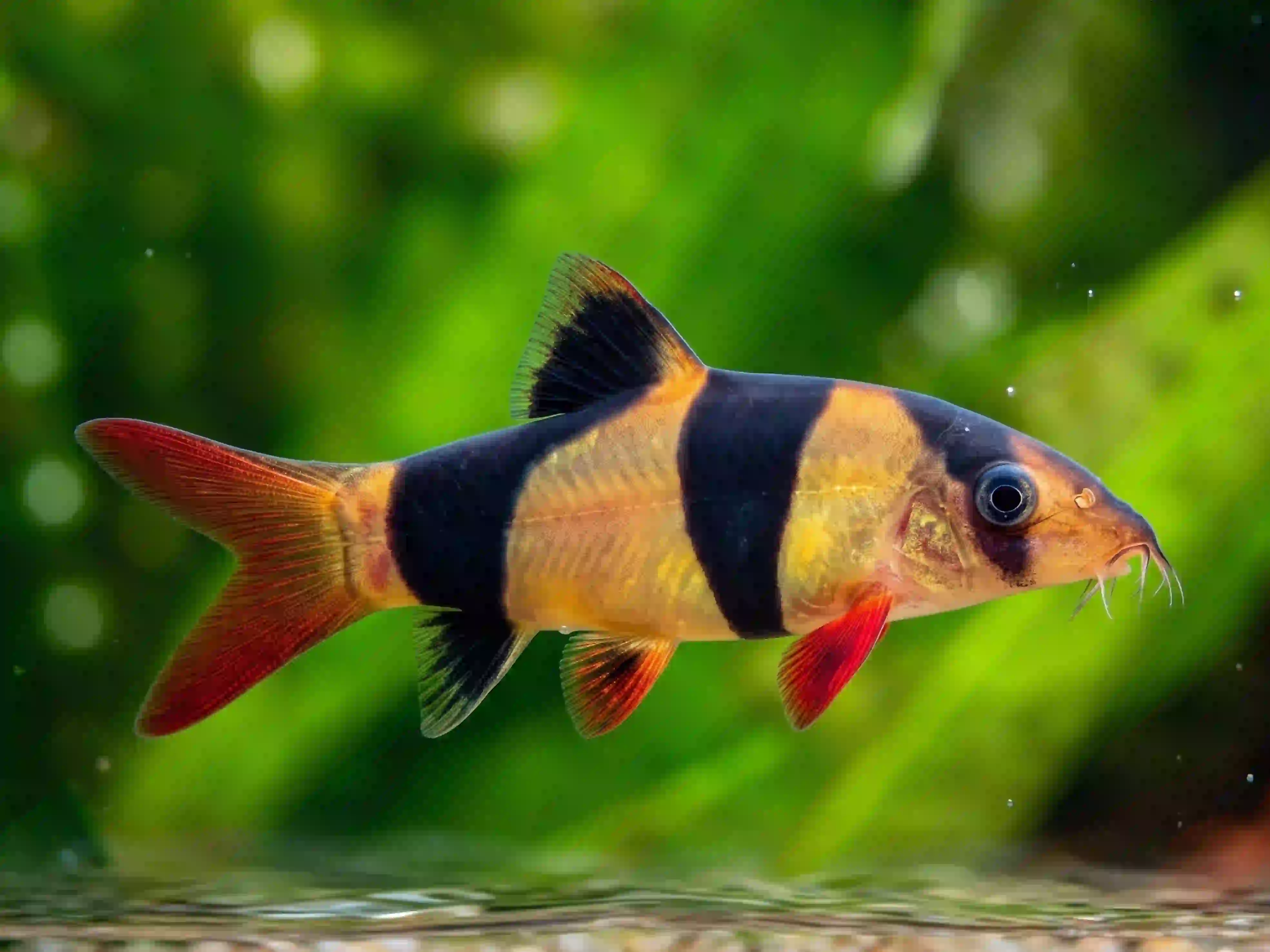 Botia clown aquarium Low-tech