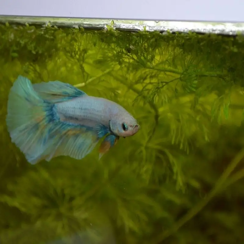 Combattant (Betta) aquarium Low-tech