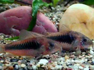 Corydoras Aeneus (Bronzé) aquarium Low-tech