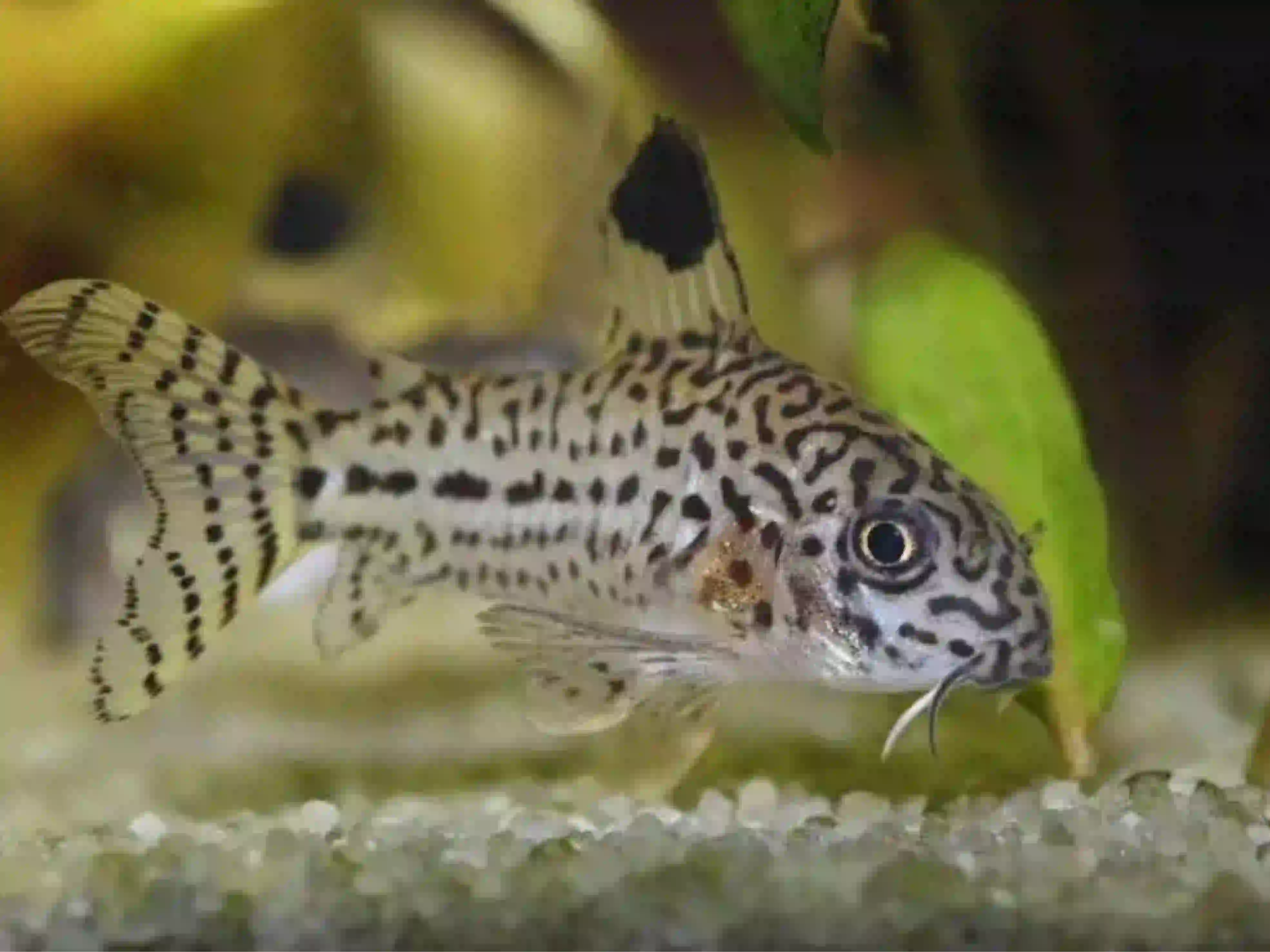 Corydoras Julii Corydoras julii aquarium low-tech sans filtre