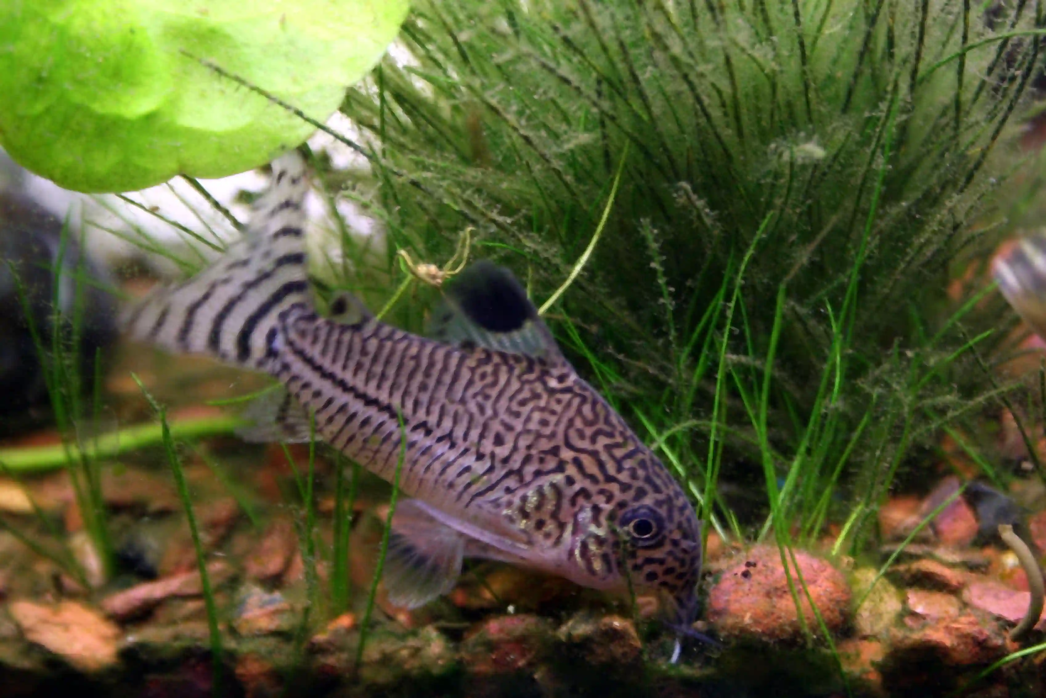 Corydoras Julii aquarium Low-tech