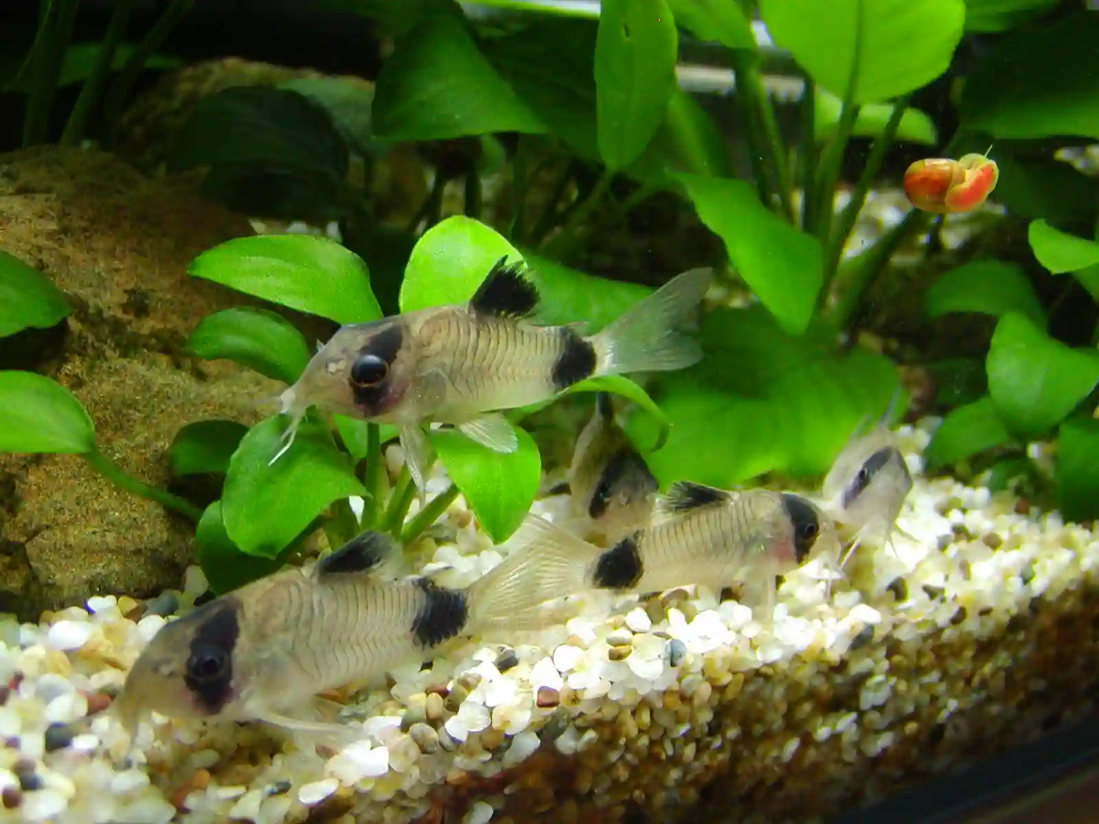 Corydoras Panda aquarium Low-tech