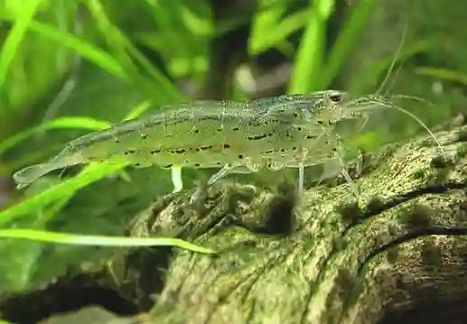 Crevette Japonica (Amano) aquarium Low-tech