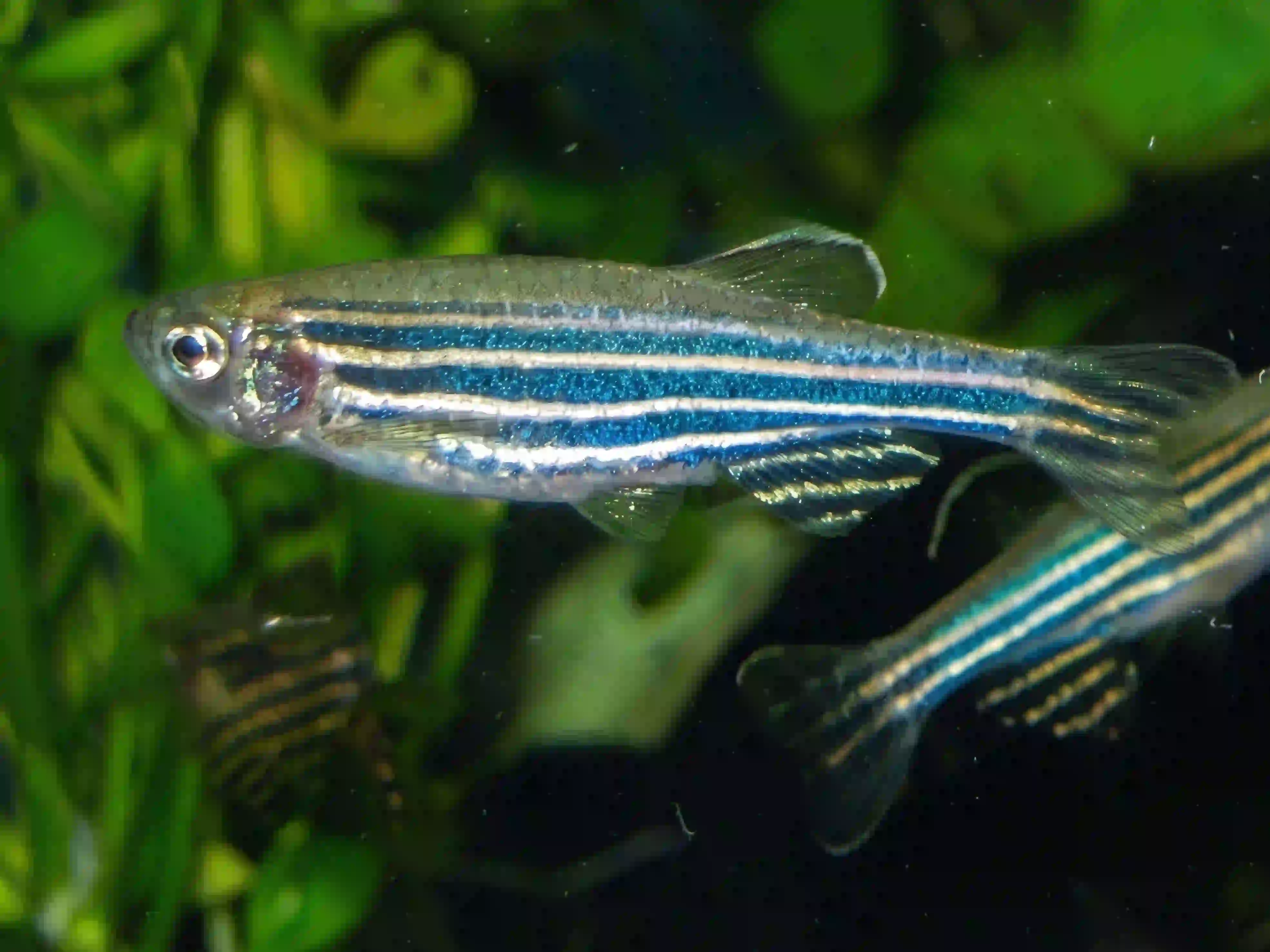Danio Rerio aquarium Low-tech