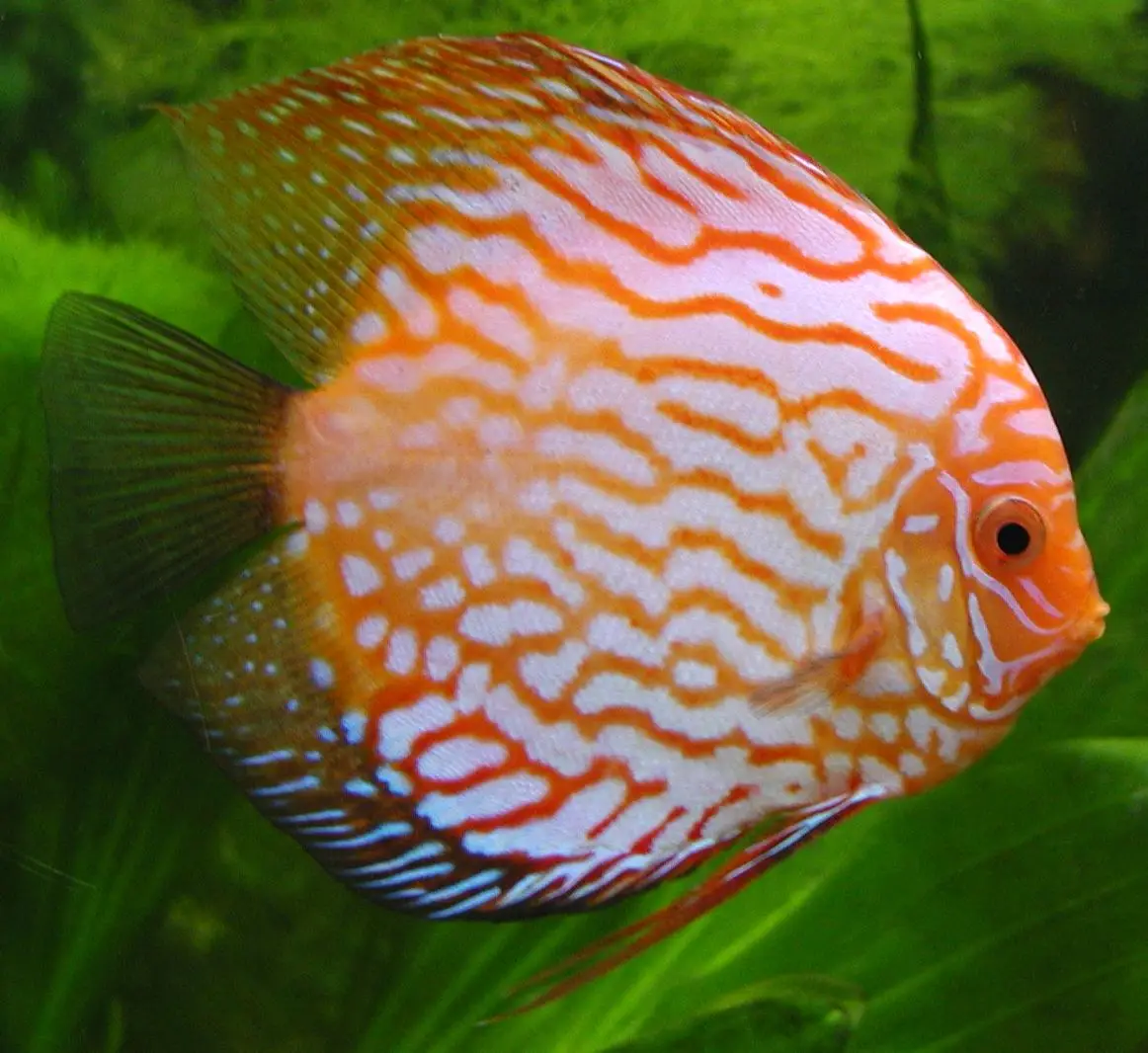Discus aquarium Low-tech