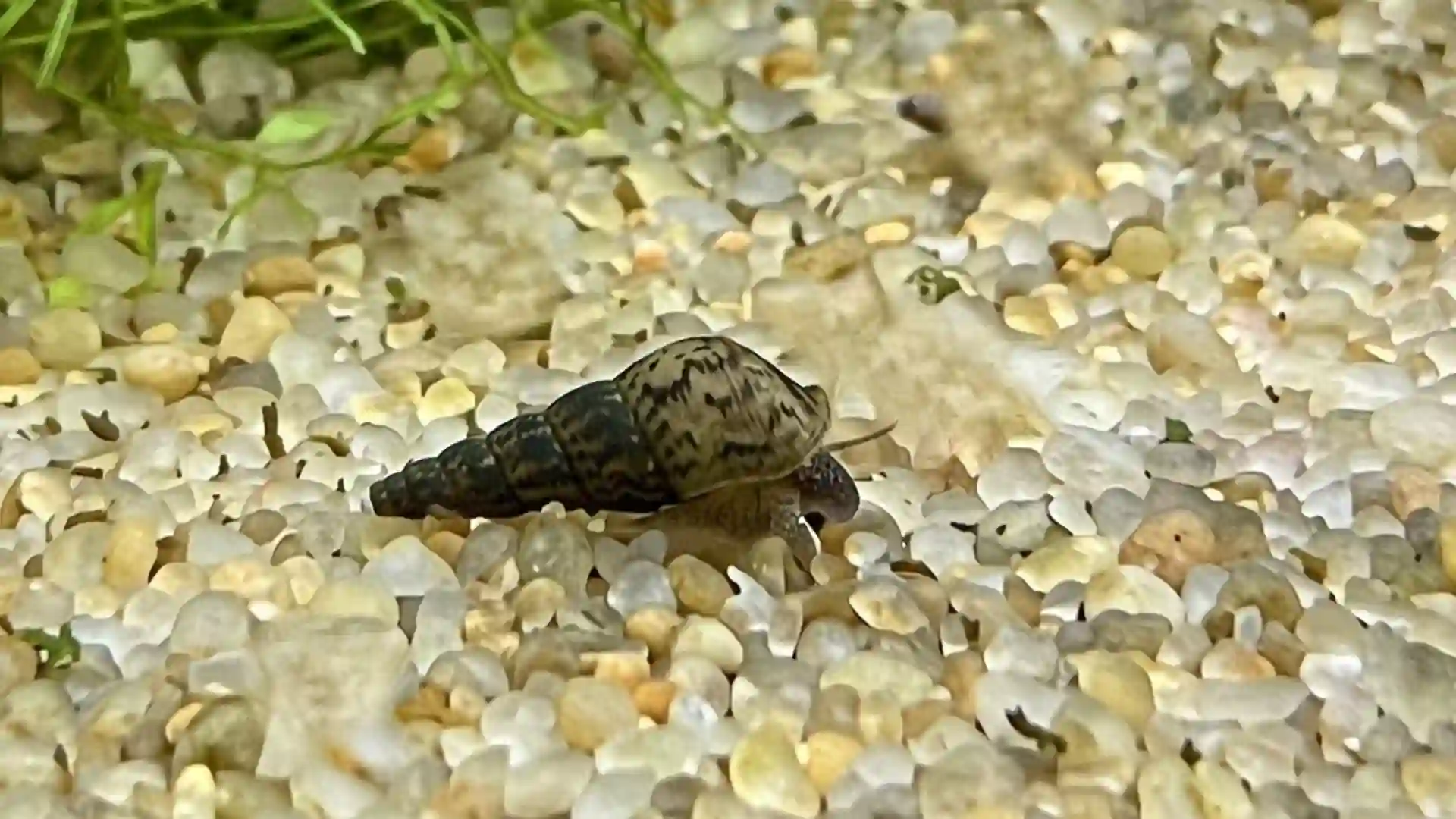 Escargot Malais aquarium Low-tech