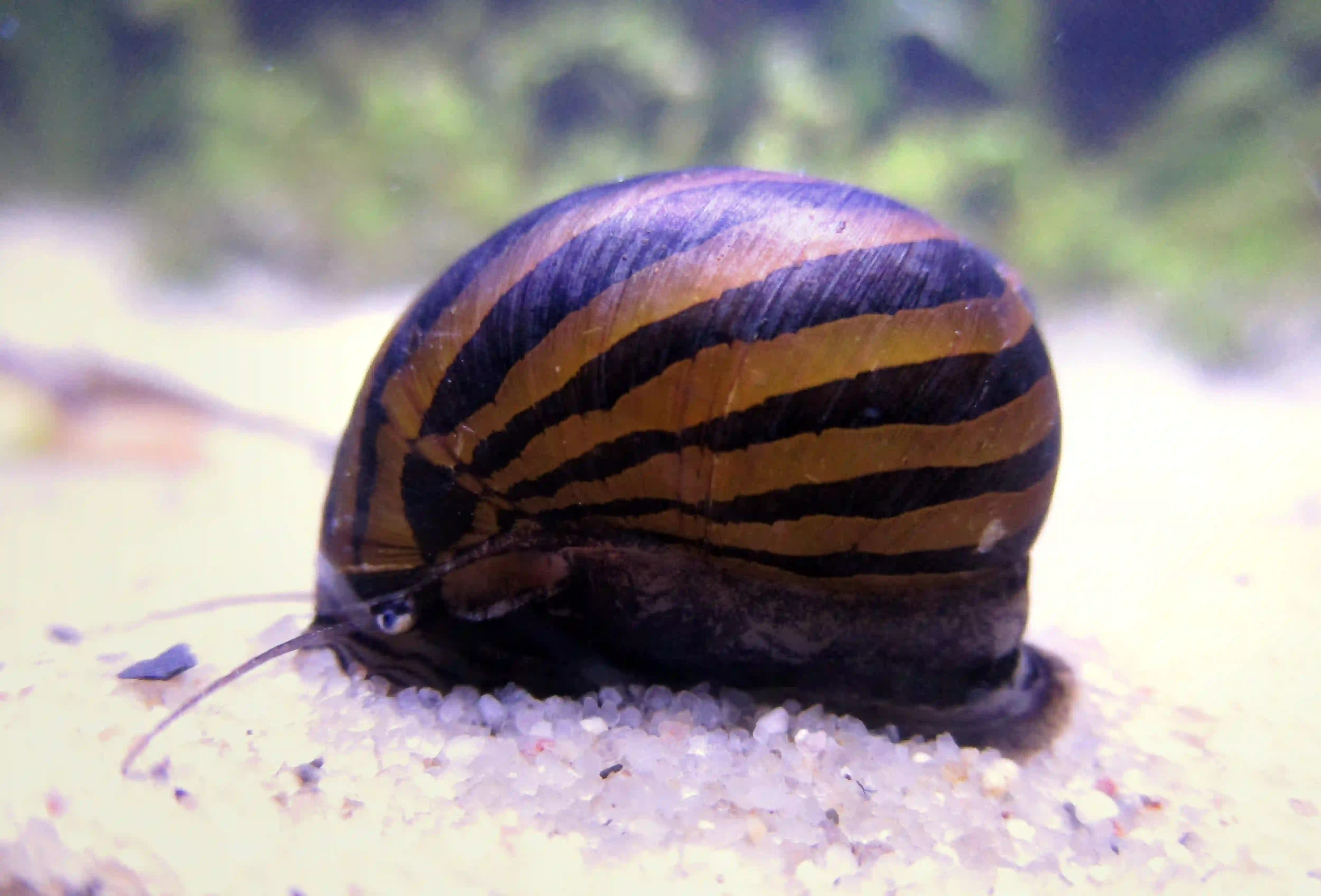 Escargot Néritina aquarium Low-tech
