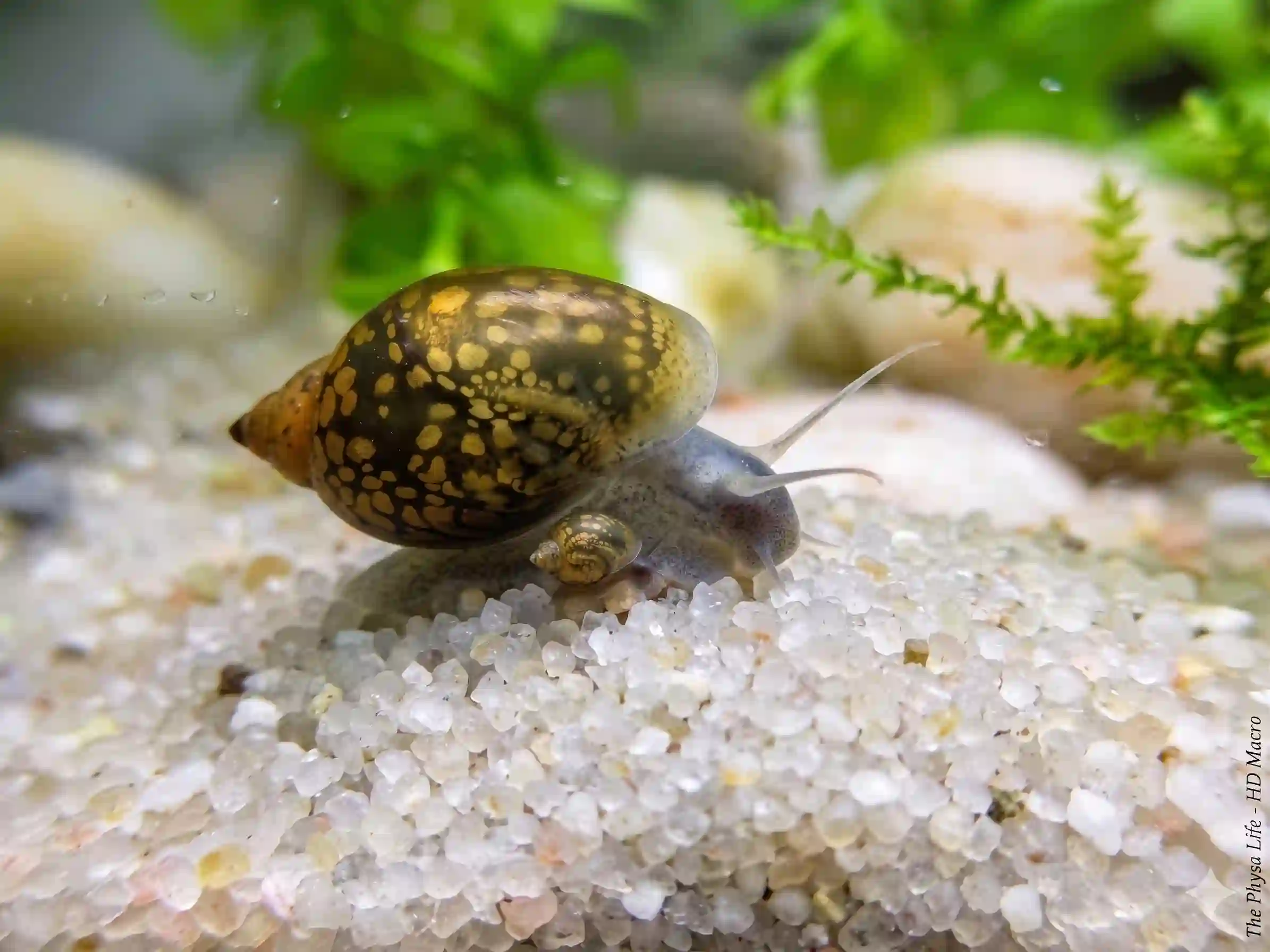 Escargot Physe aquarium Low-tech