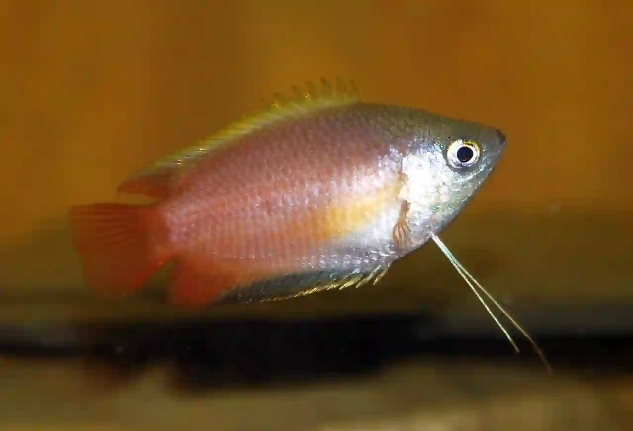 Gourami Miel aquarium Low-tech
