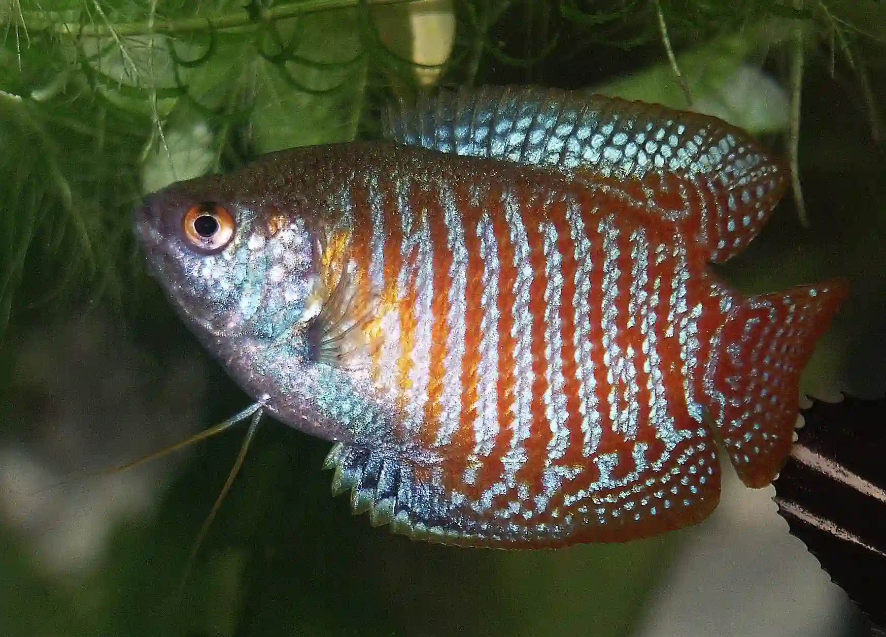 Gourami Nain aquarium Low-tech
