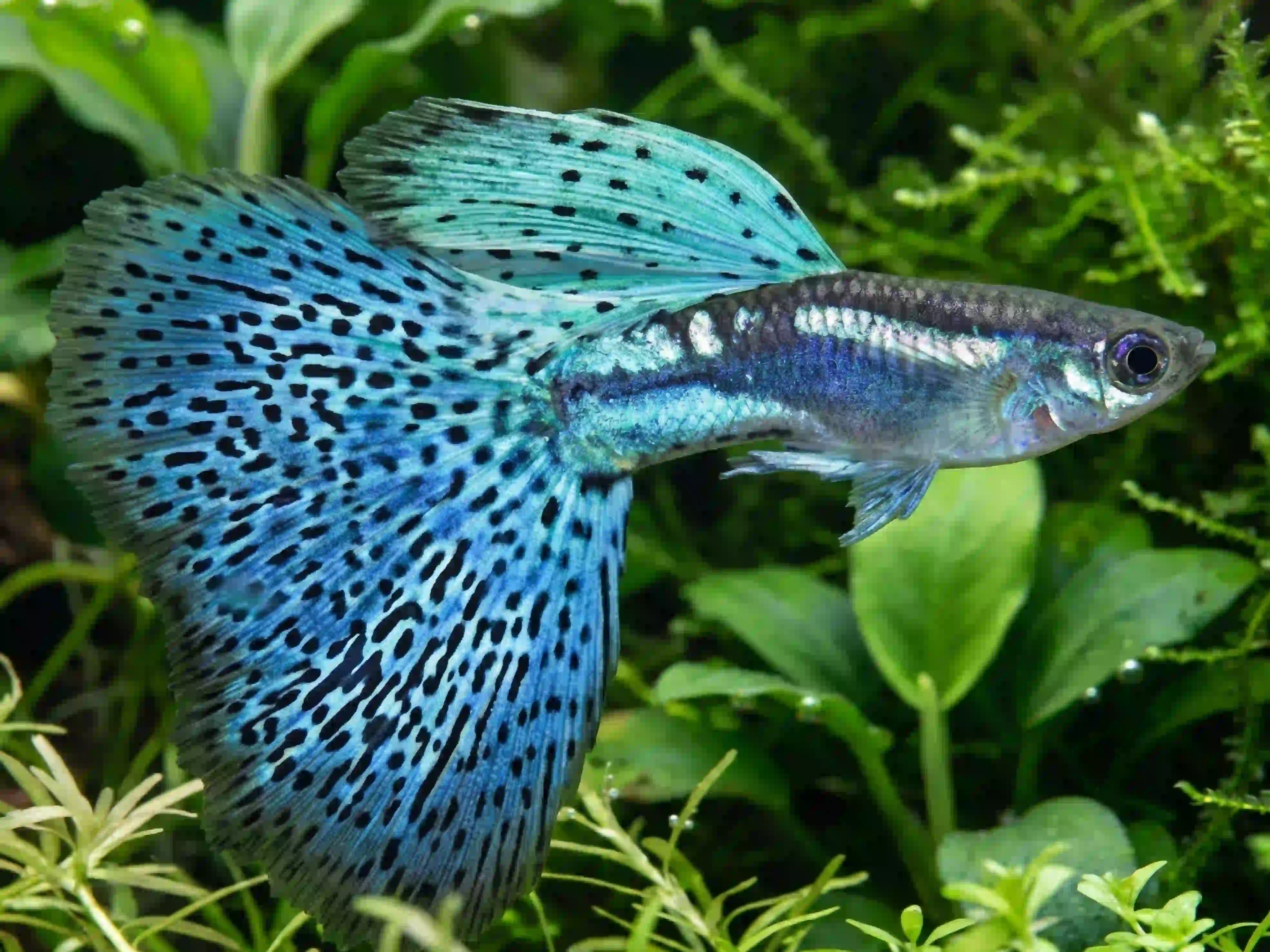 Guppy aquarium Low-tech