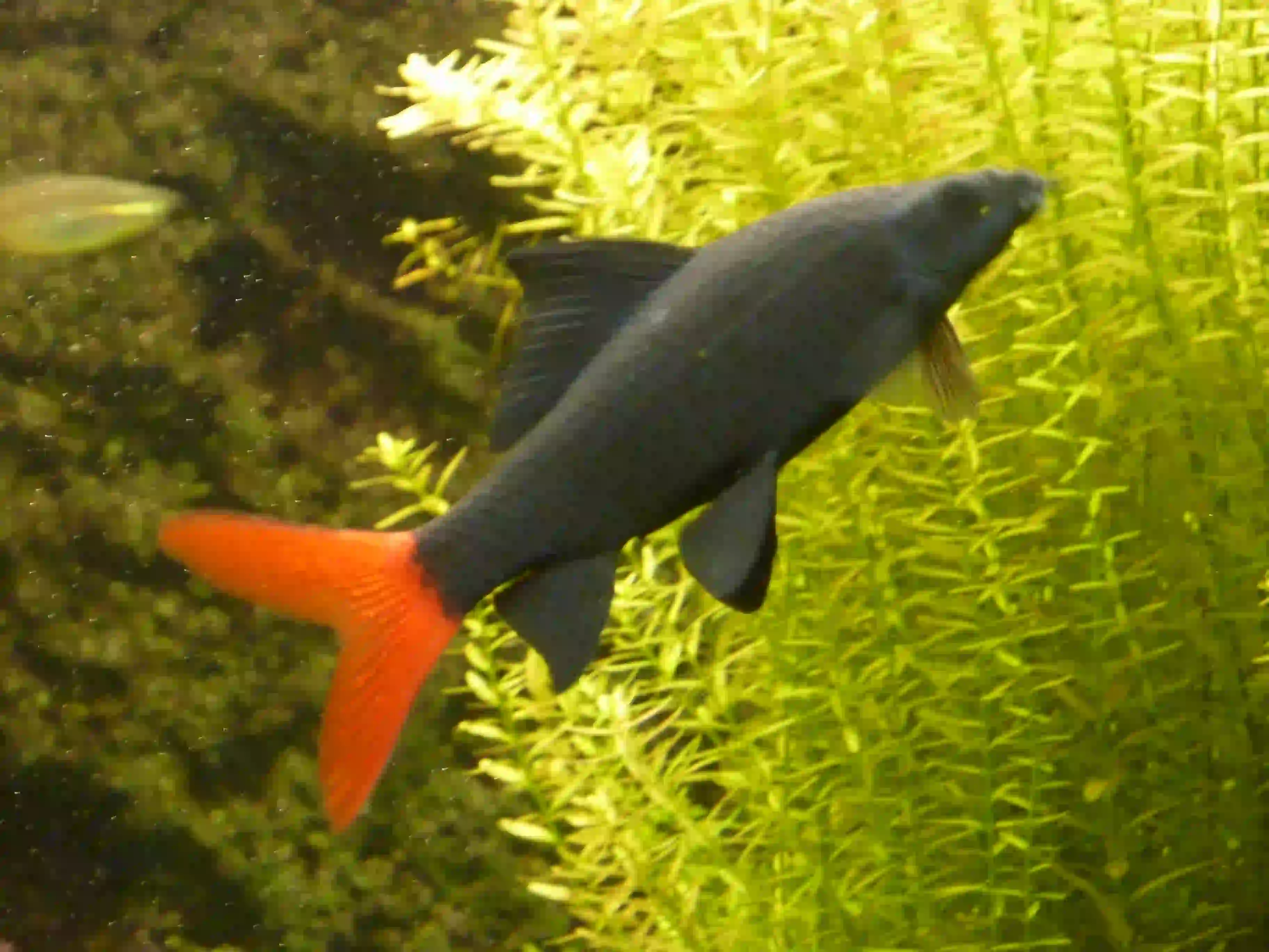 Labeo aquarium Low-tech