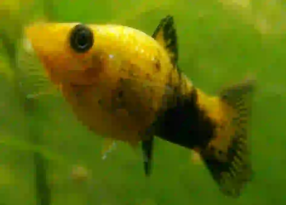 Molly Poecilia sphenops aquarium low-tech sans filtre
