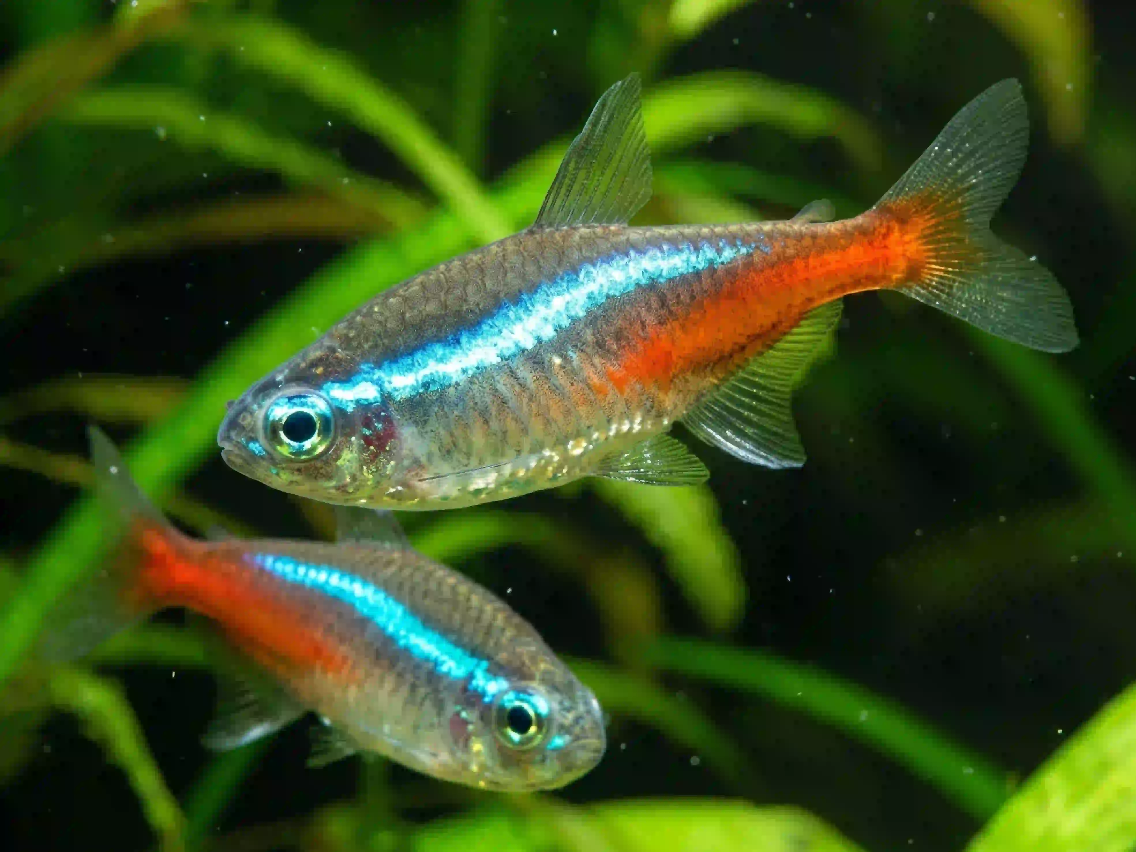 Néon Bleu aquarium Low-tech