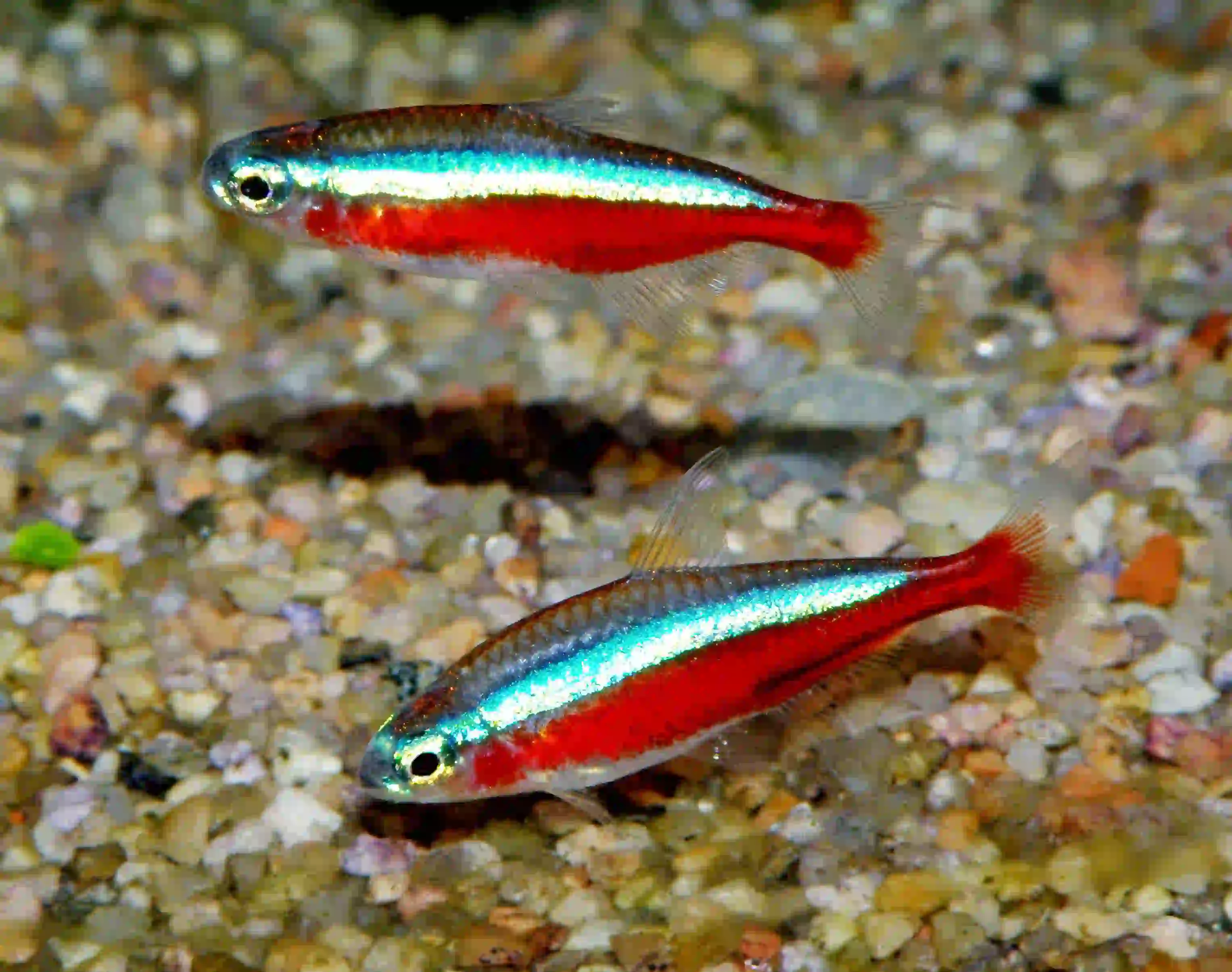 Néon Cardinalis aquarium Low-tech