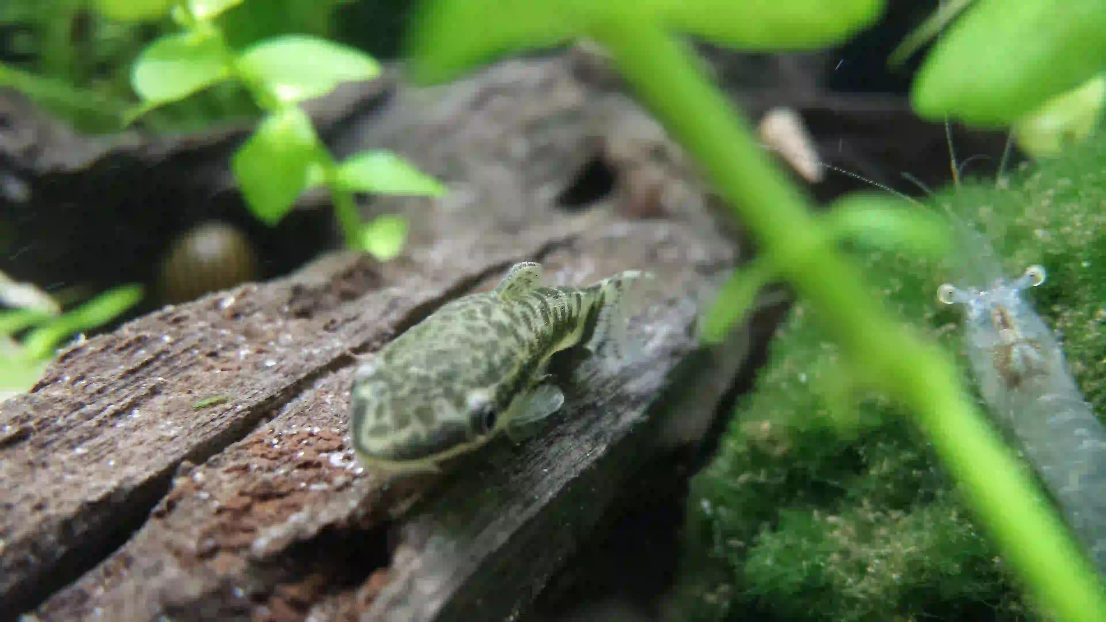 Otocinclus Affinis Otocinclus affinis aquarium low-tech sans filtre
