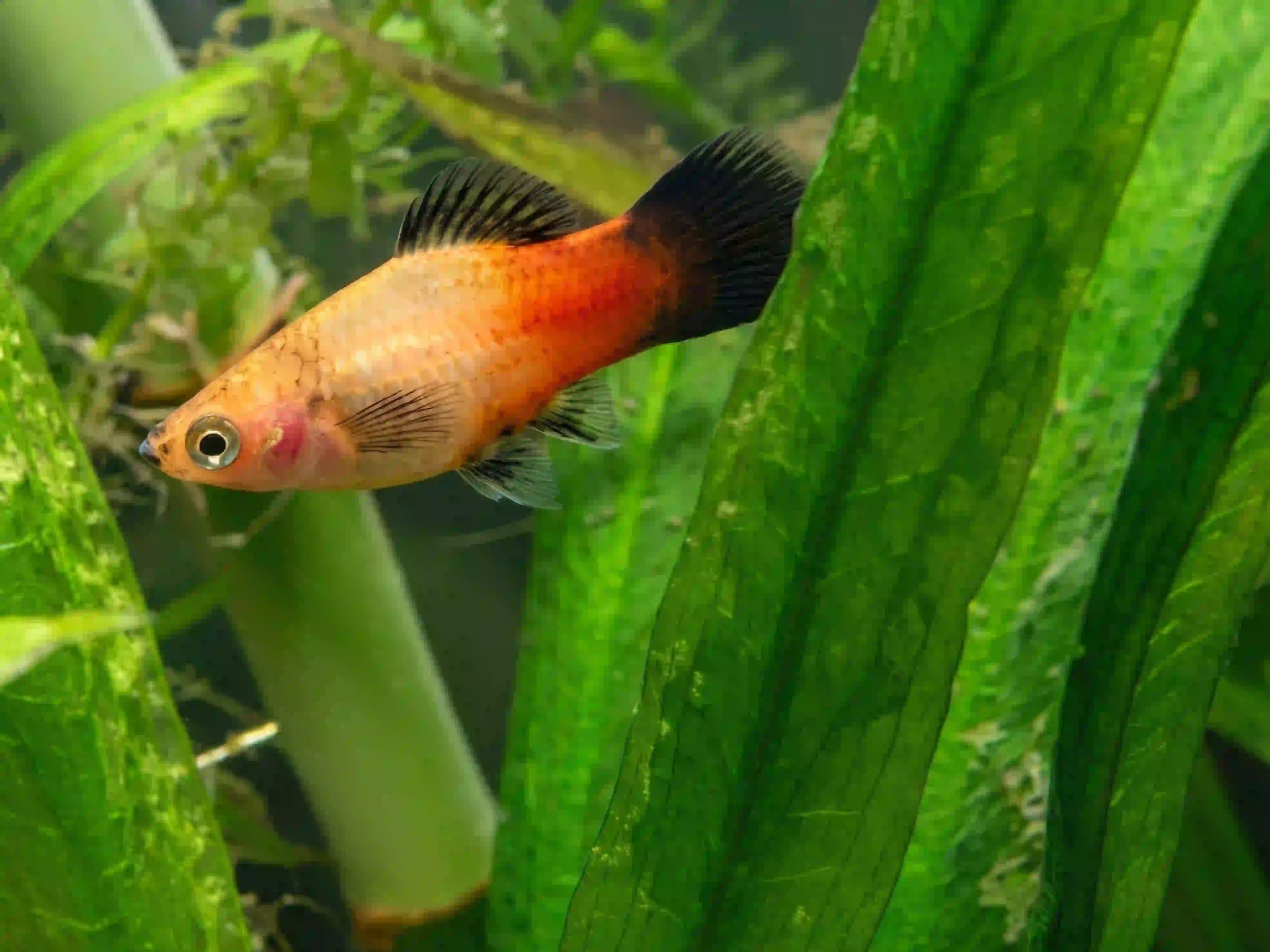 Platy aquarium Low-tech