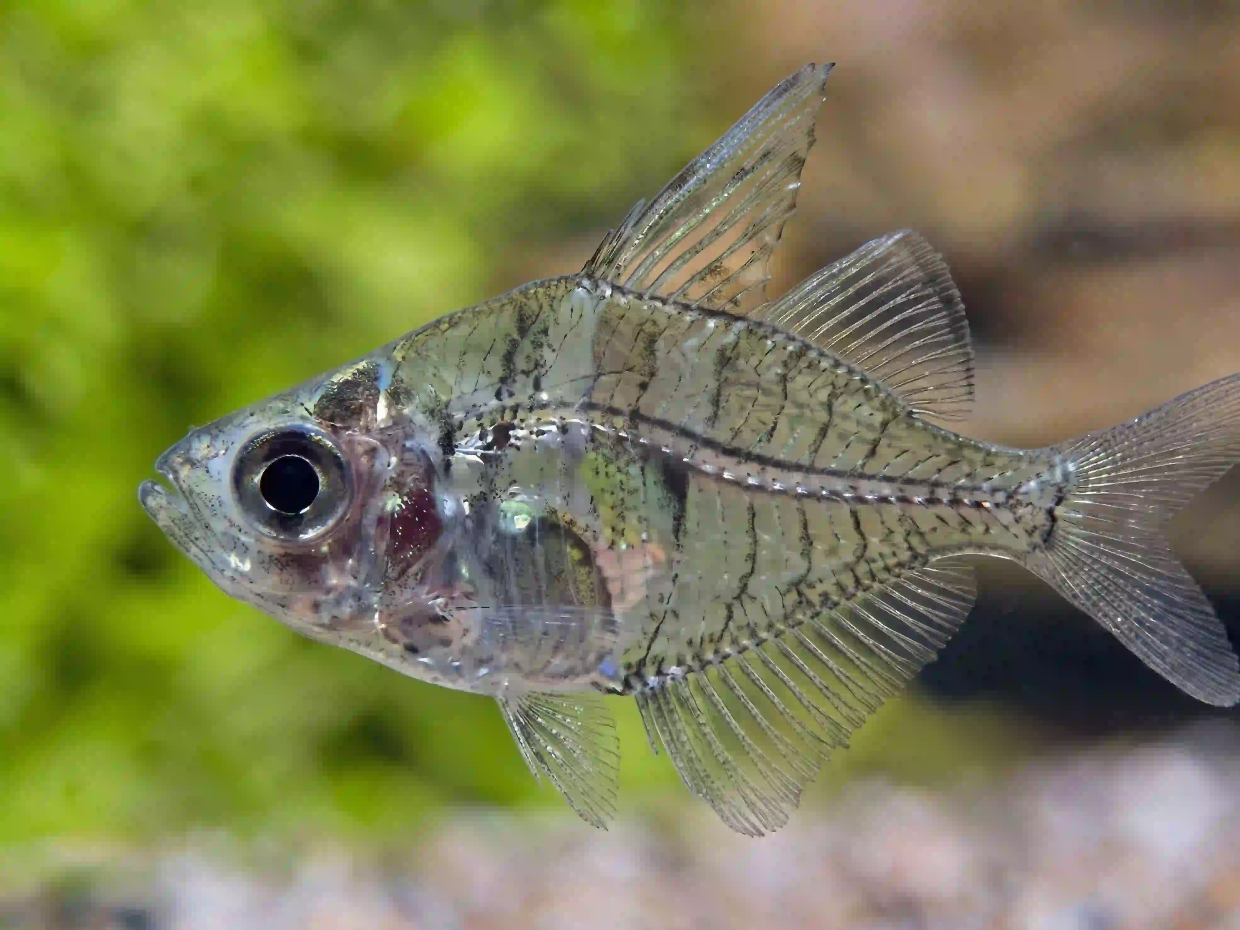 Poisson de Verre aquarium Low-tech
